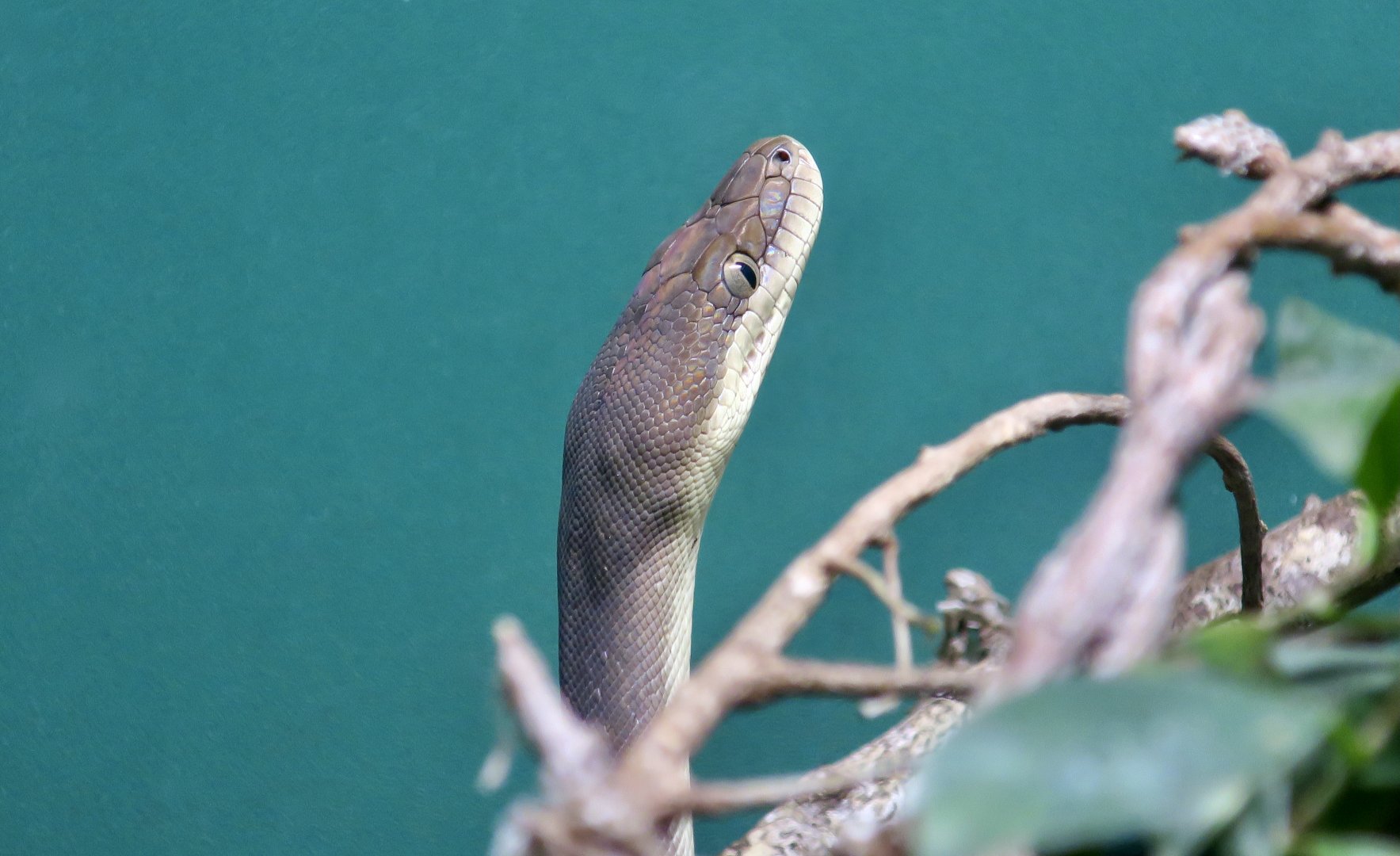 Olive Python (Liasis olivaceus) young