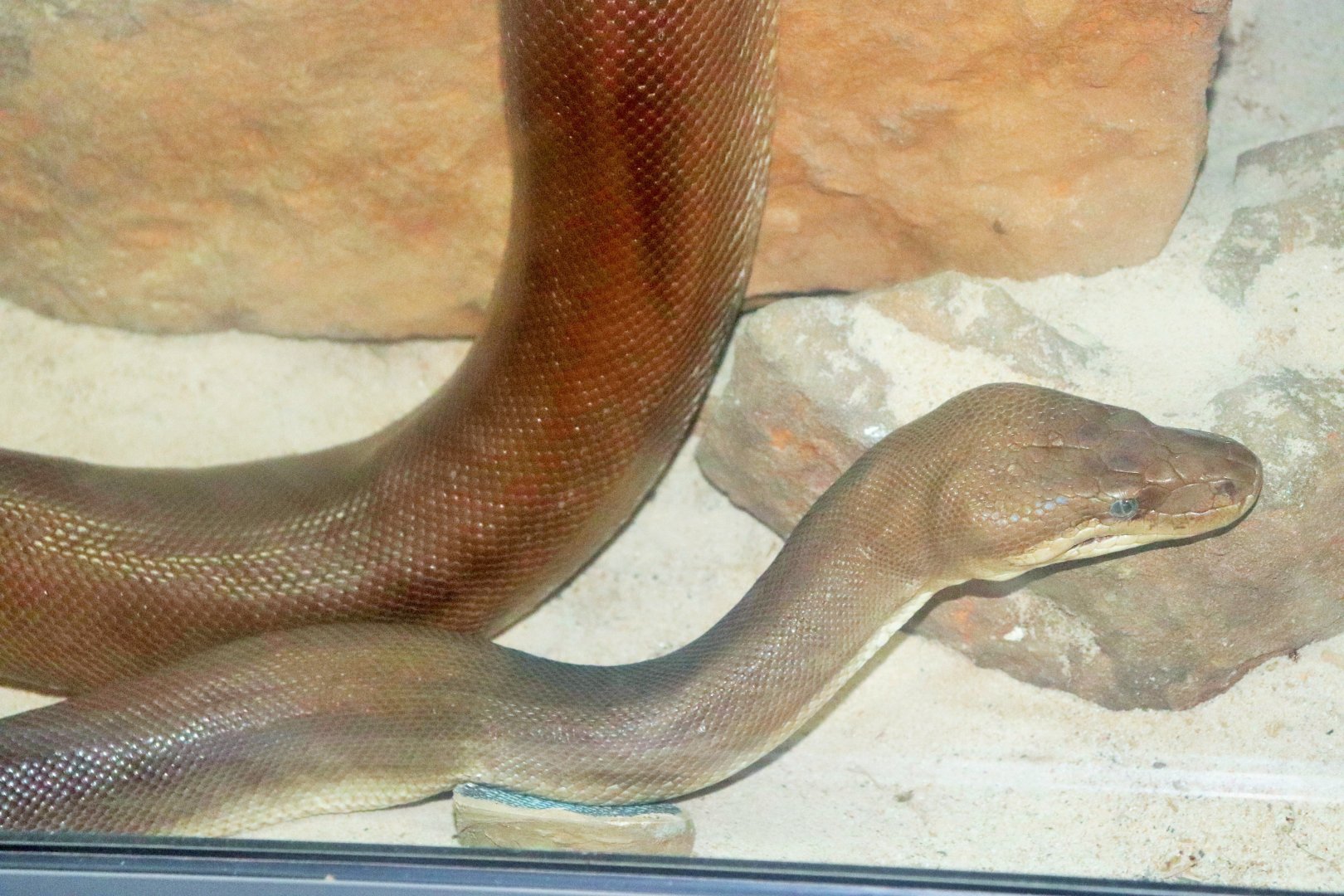 Olive Python (Liasis olivaceus)