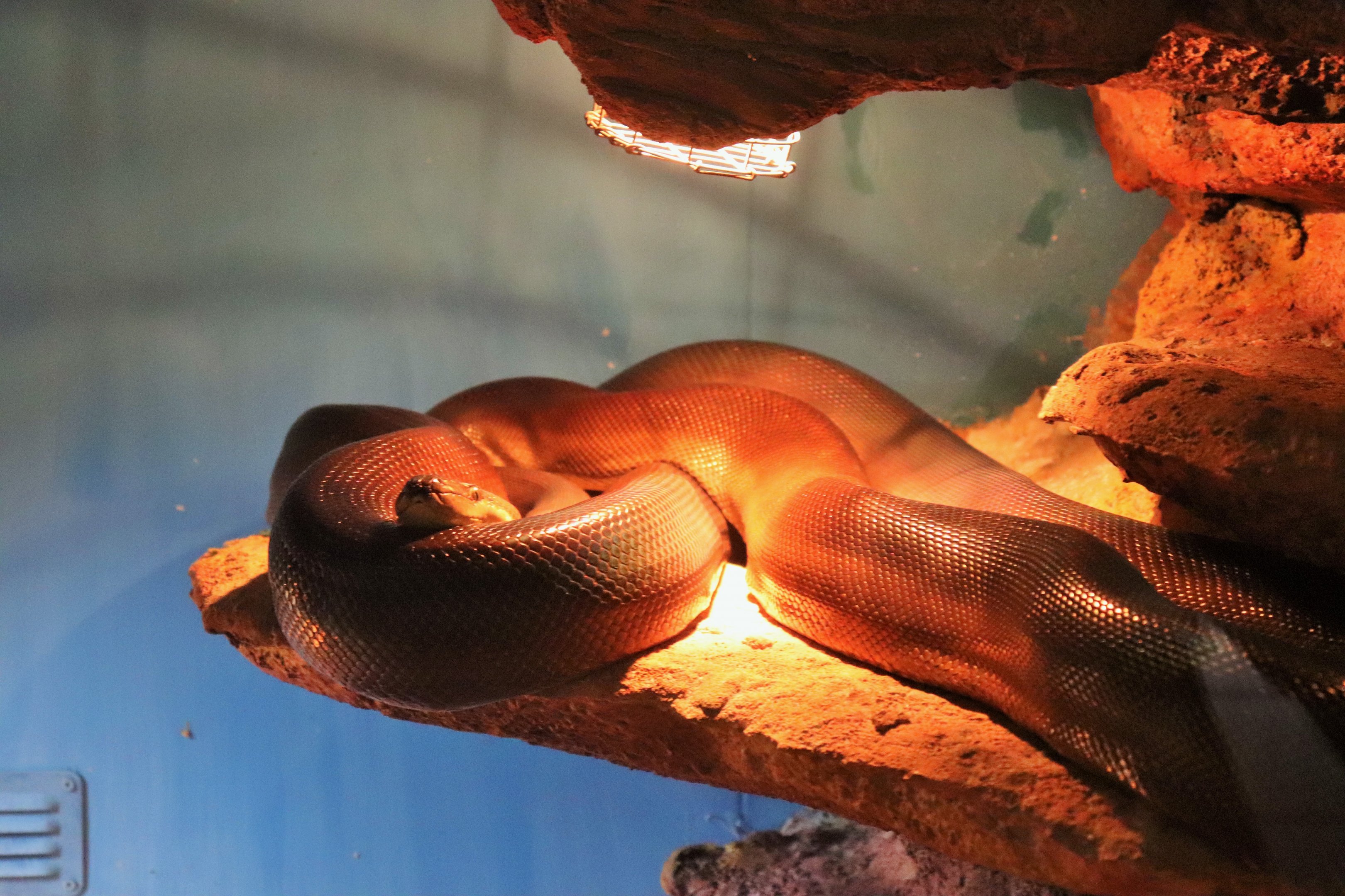 Olive Python (Liasis olivaceus)