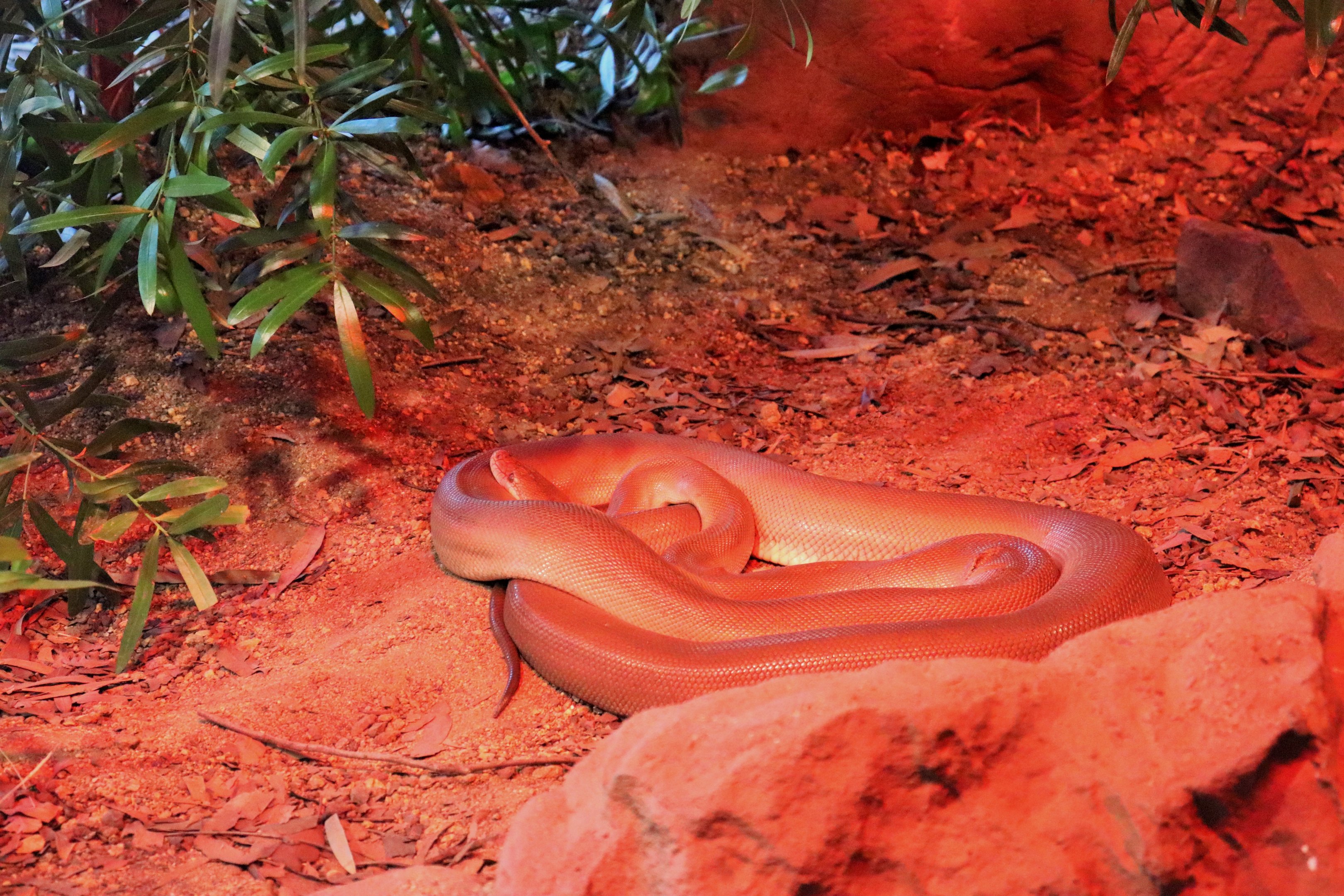 Olive Python (Liasis olivaceus)