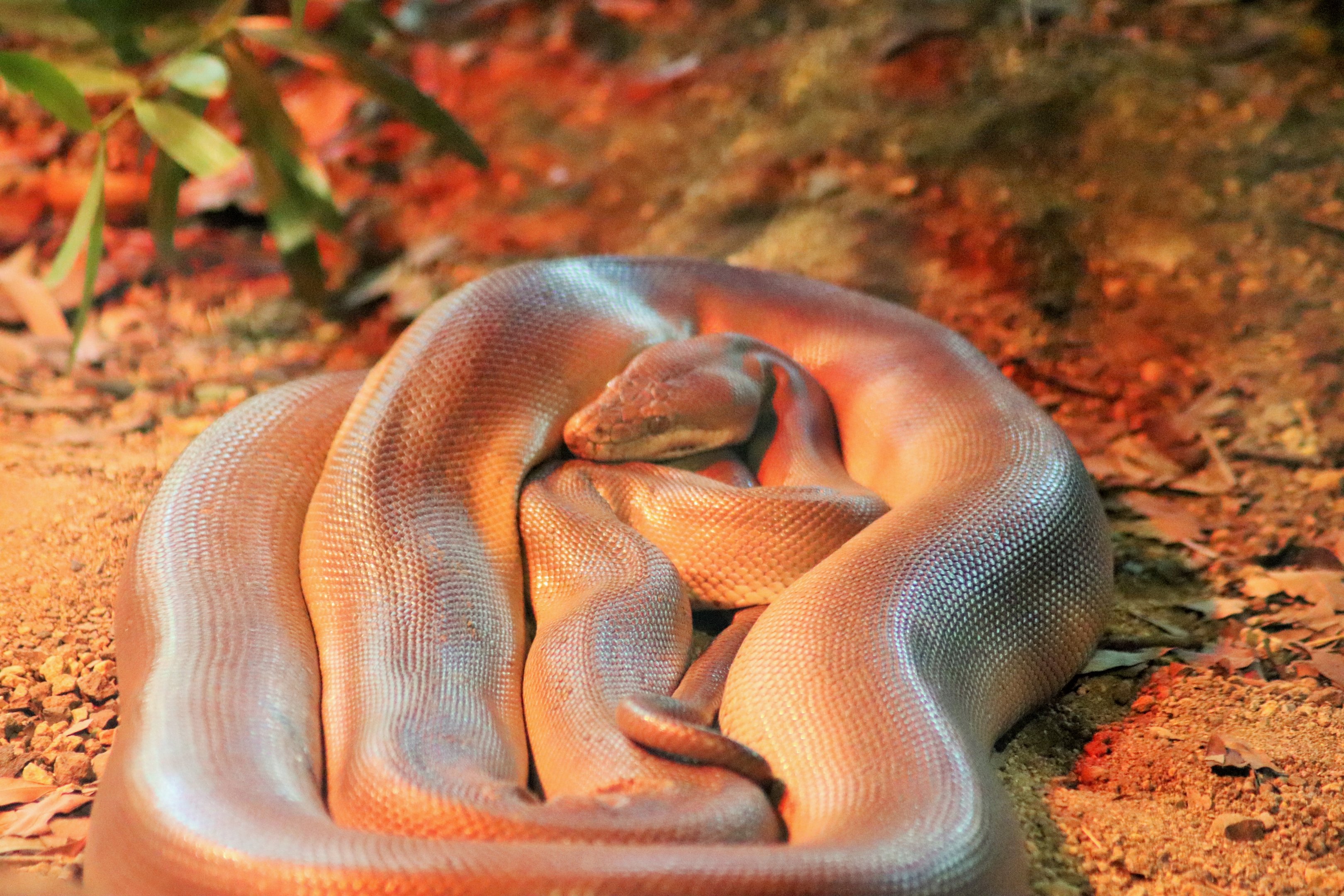 Olive Python (Liasis olivaceus)