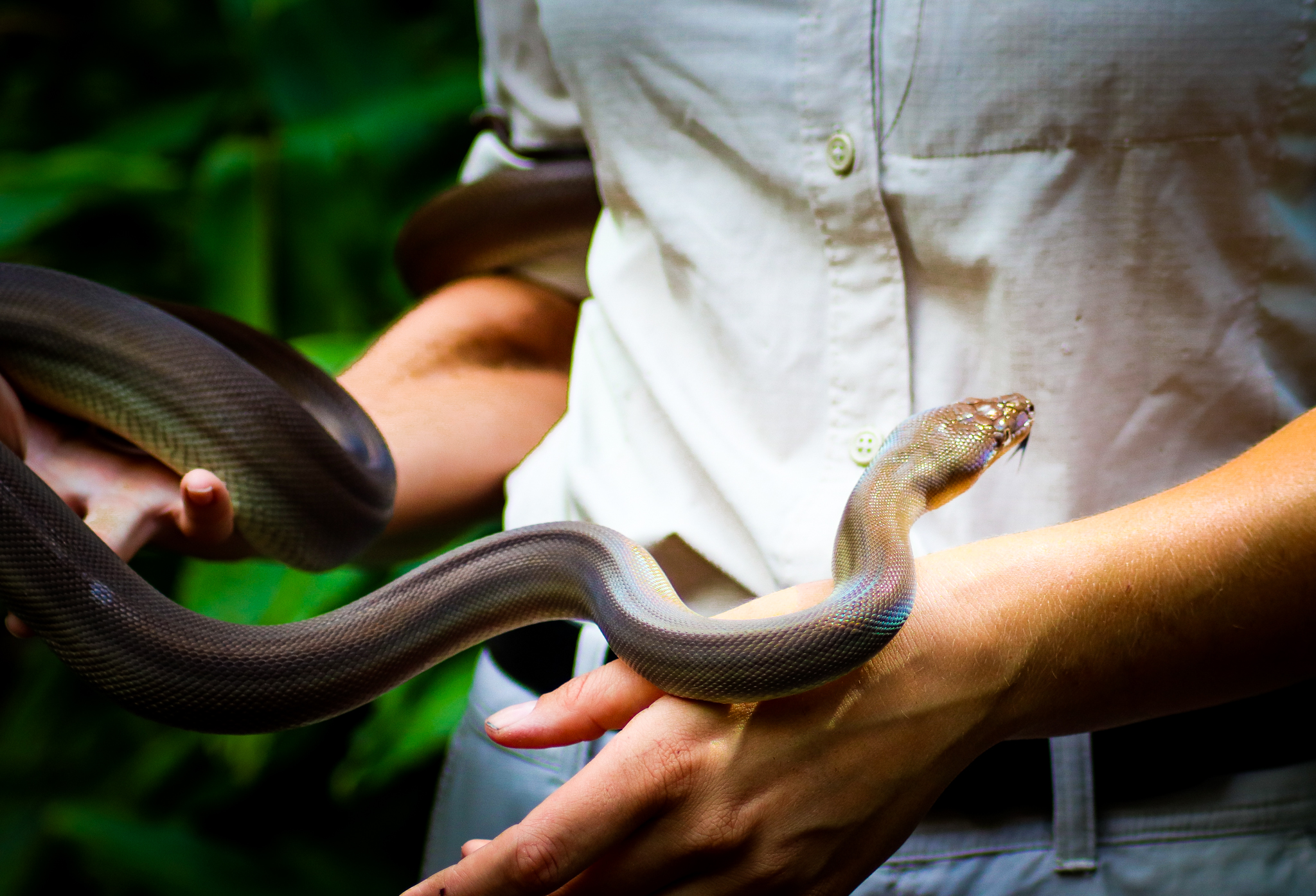 Olive Python (Liasis olivaceus)