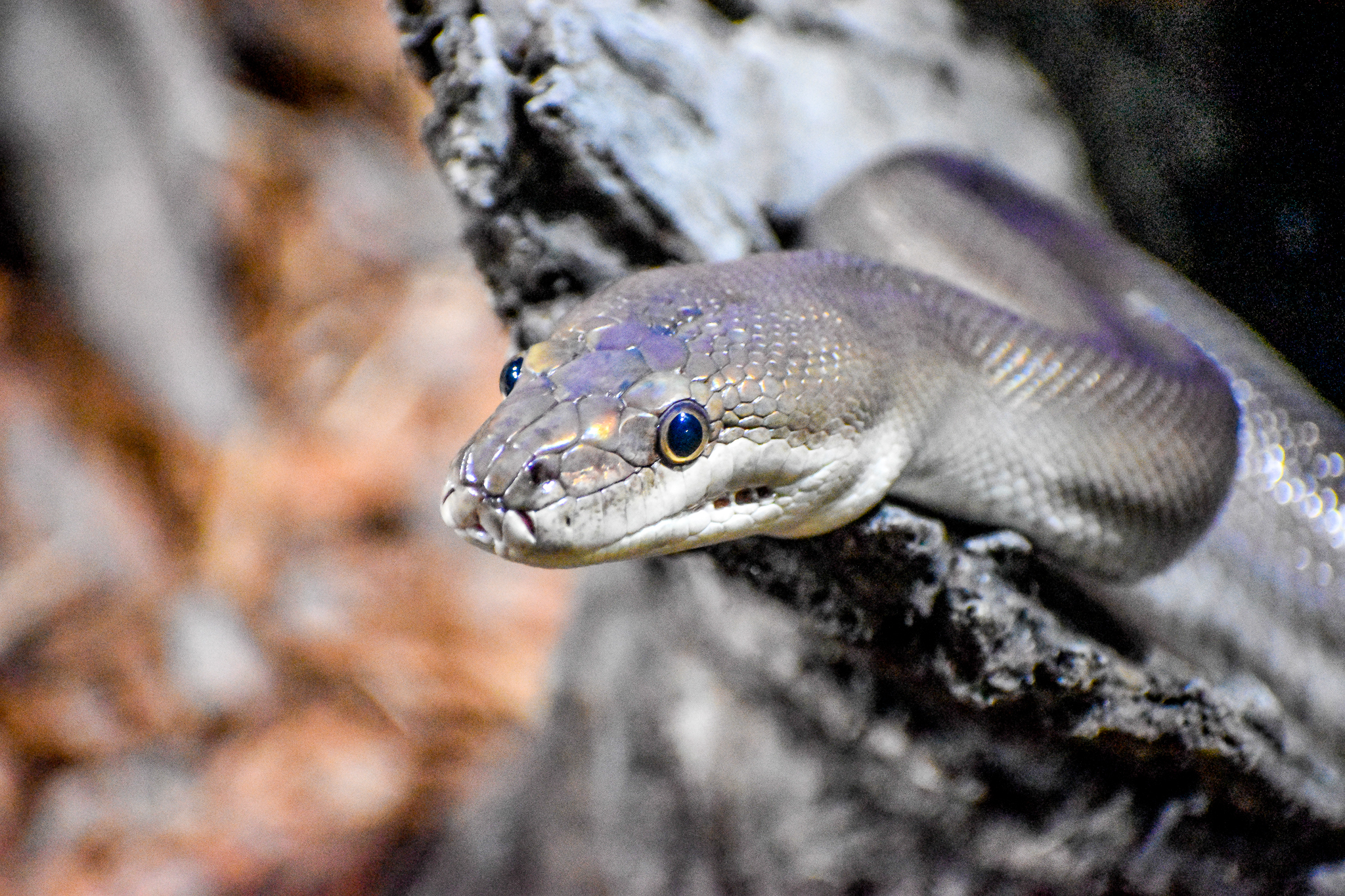 Olive Python (Liasis olivaceus)