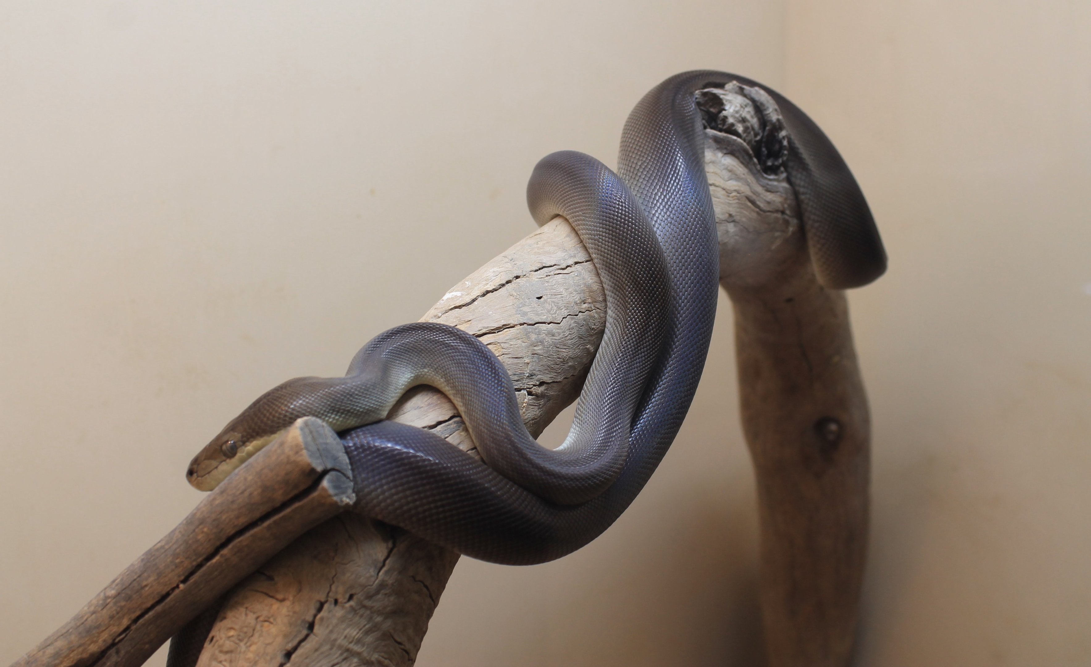 Olive Python (Liasis olivaceus)