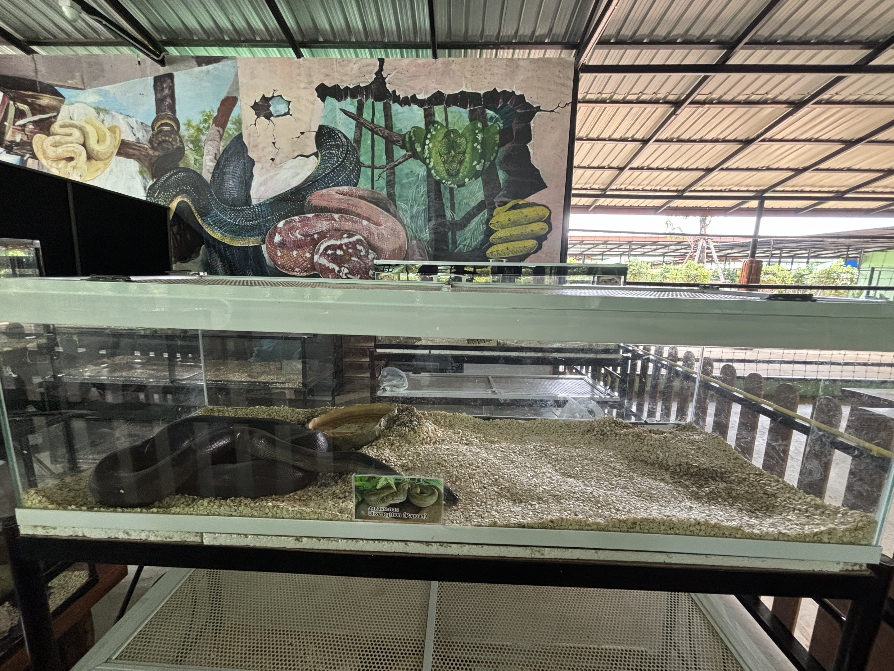 Olive Python - Lion Park