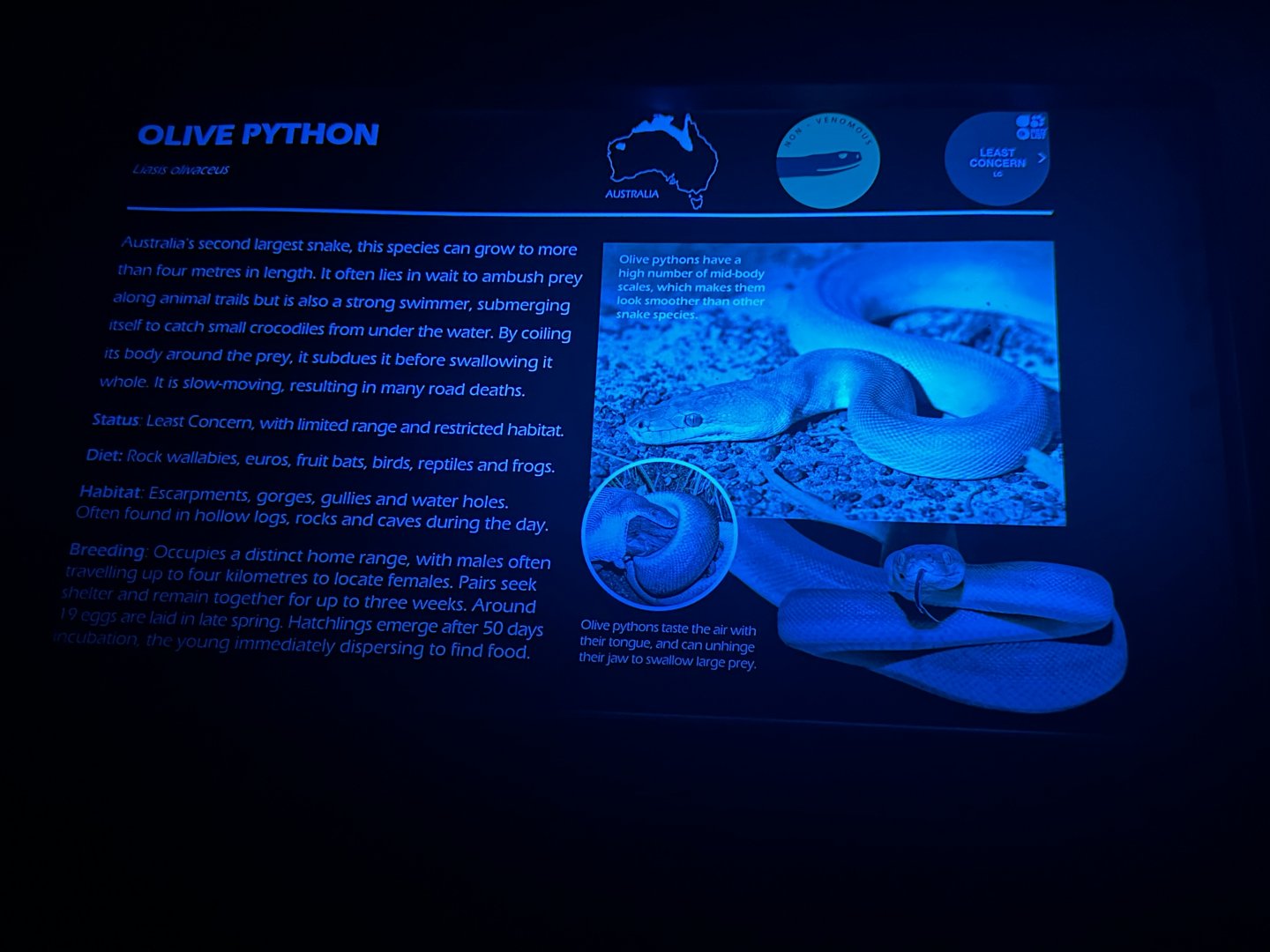 Olive python signage