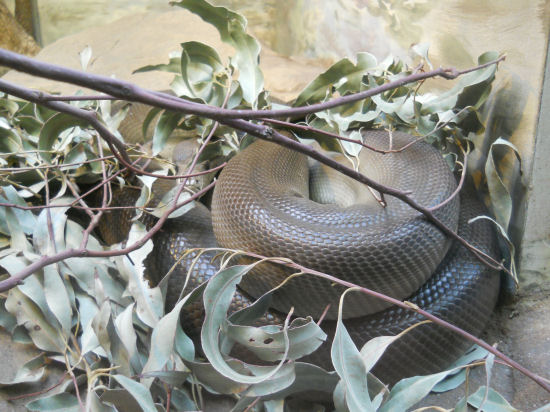 olive python