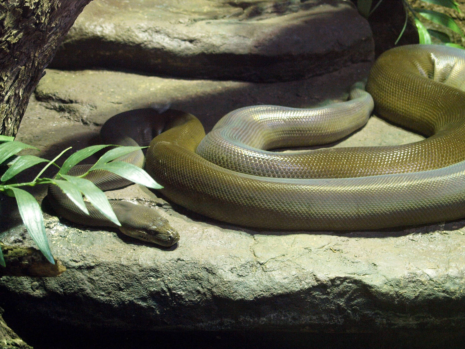 Olive python