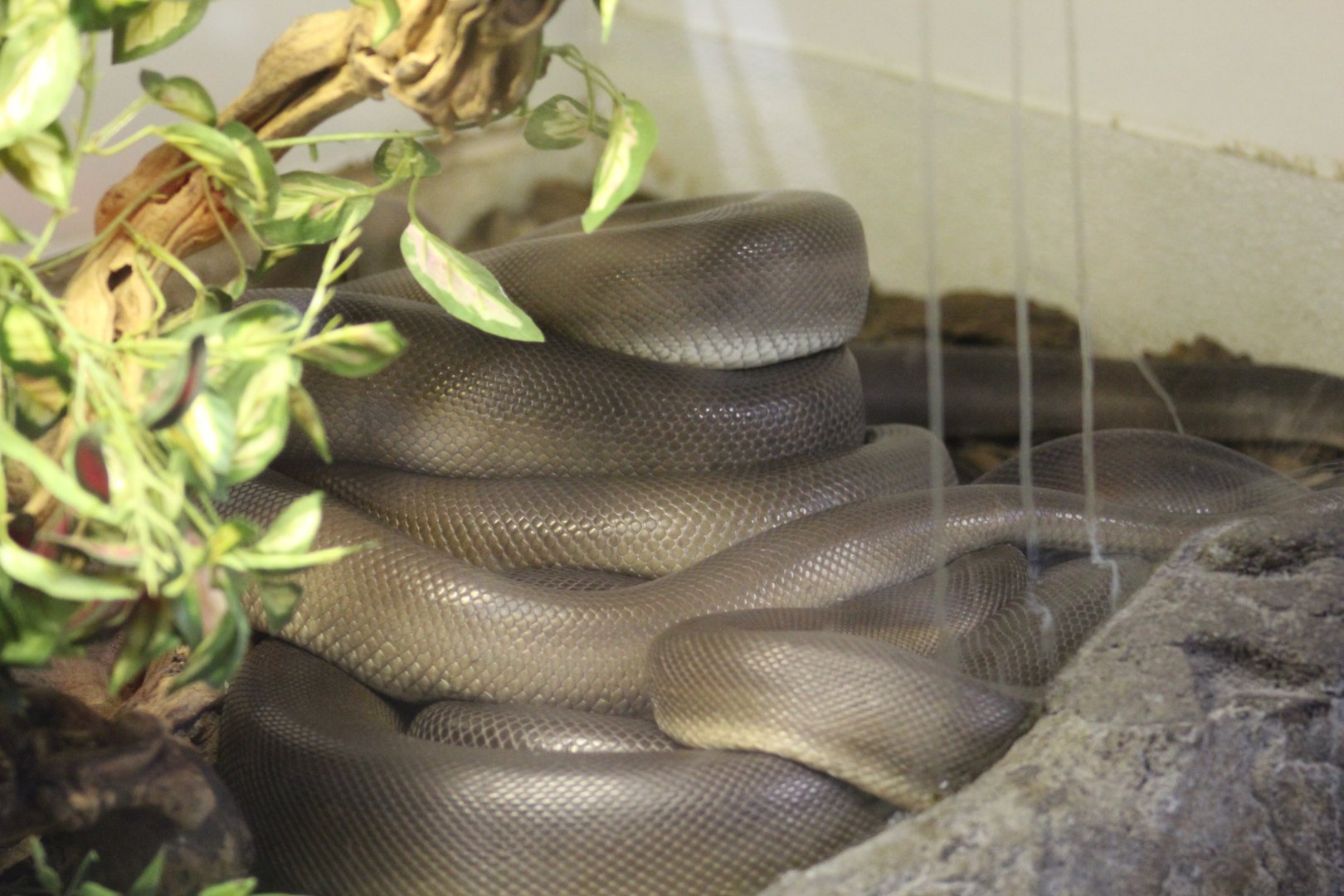Olive Python