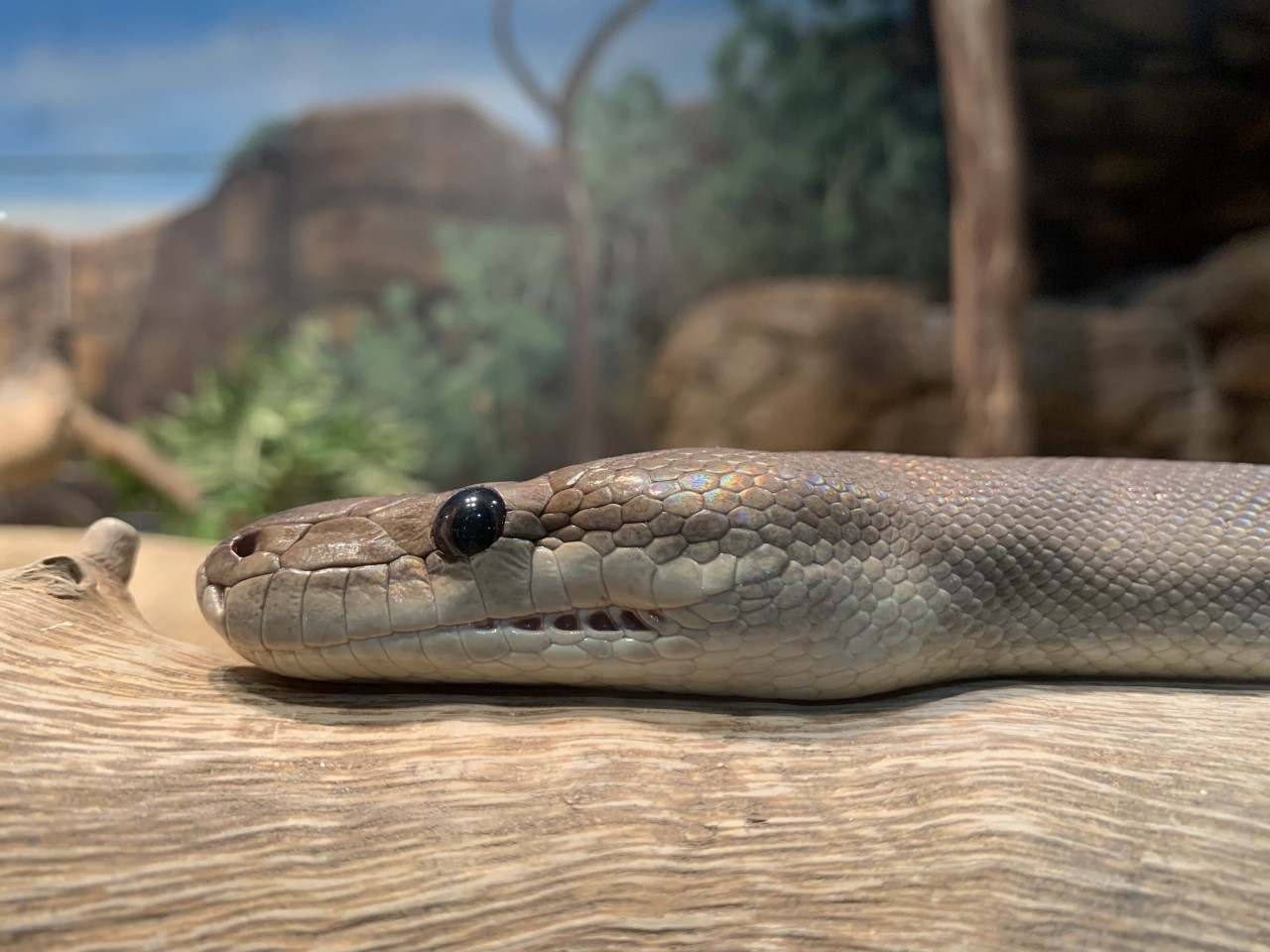 Olive Python