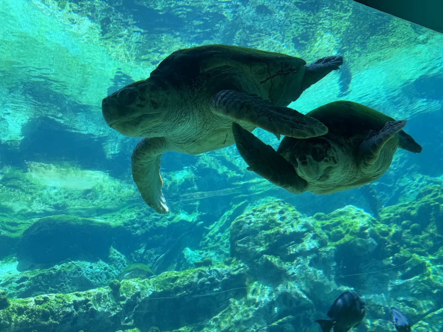 Olive Ridley and Green Sea Turtle, Turtle Trek