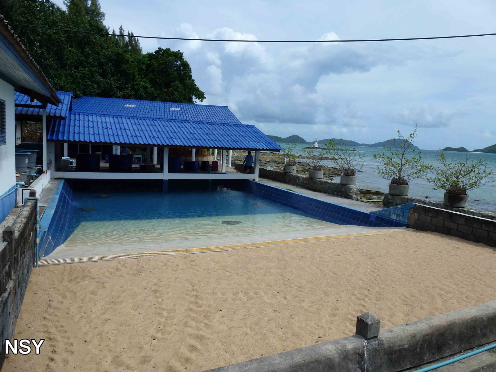 Olive ridley breeding pool, June 2013.