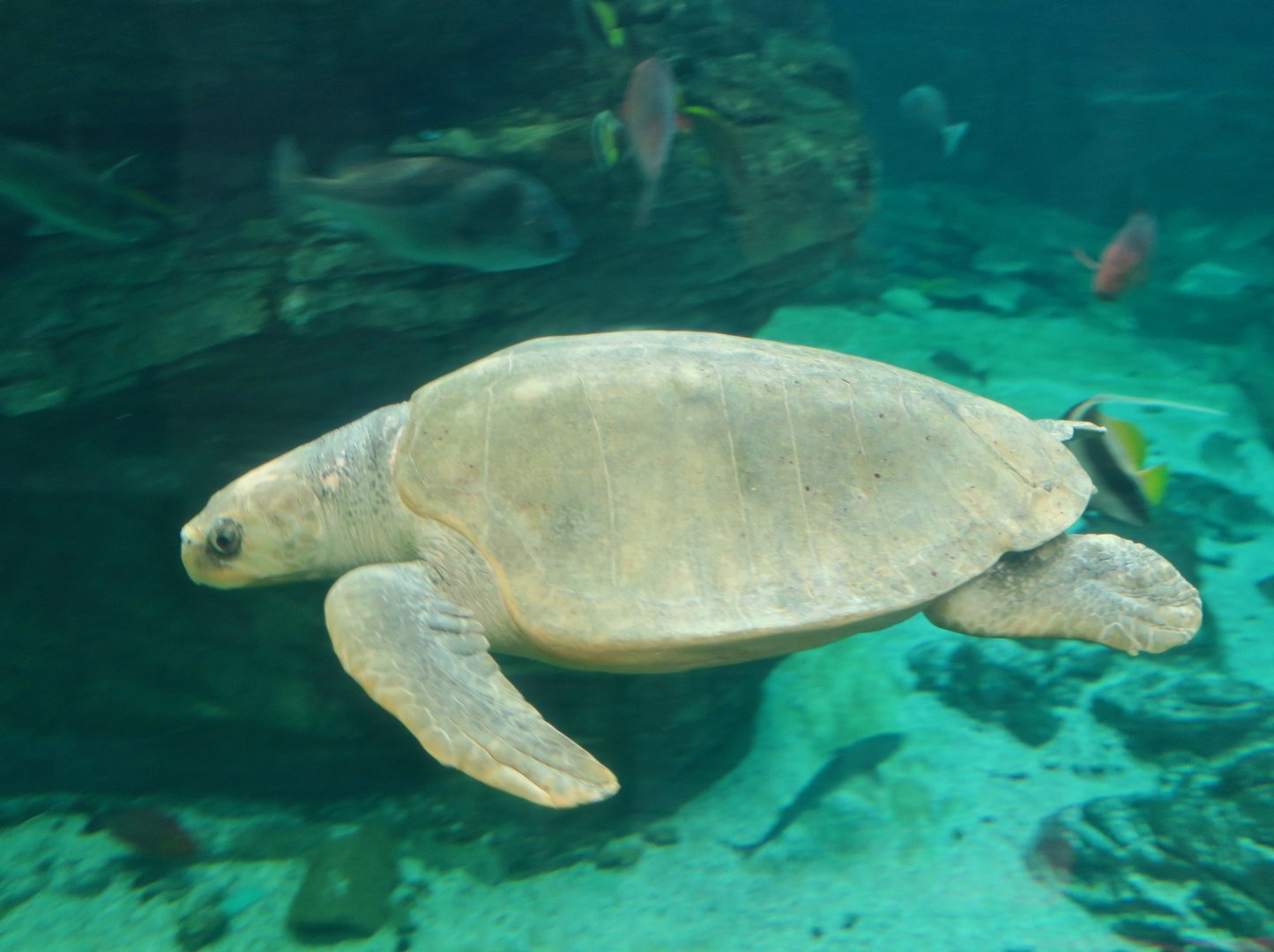 Olive Ridley (Lepidochelys olivacea)