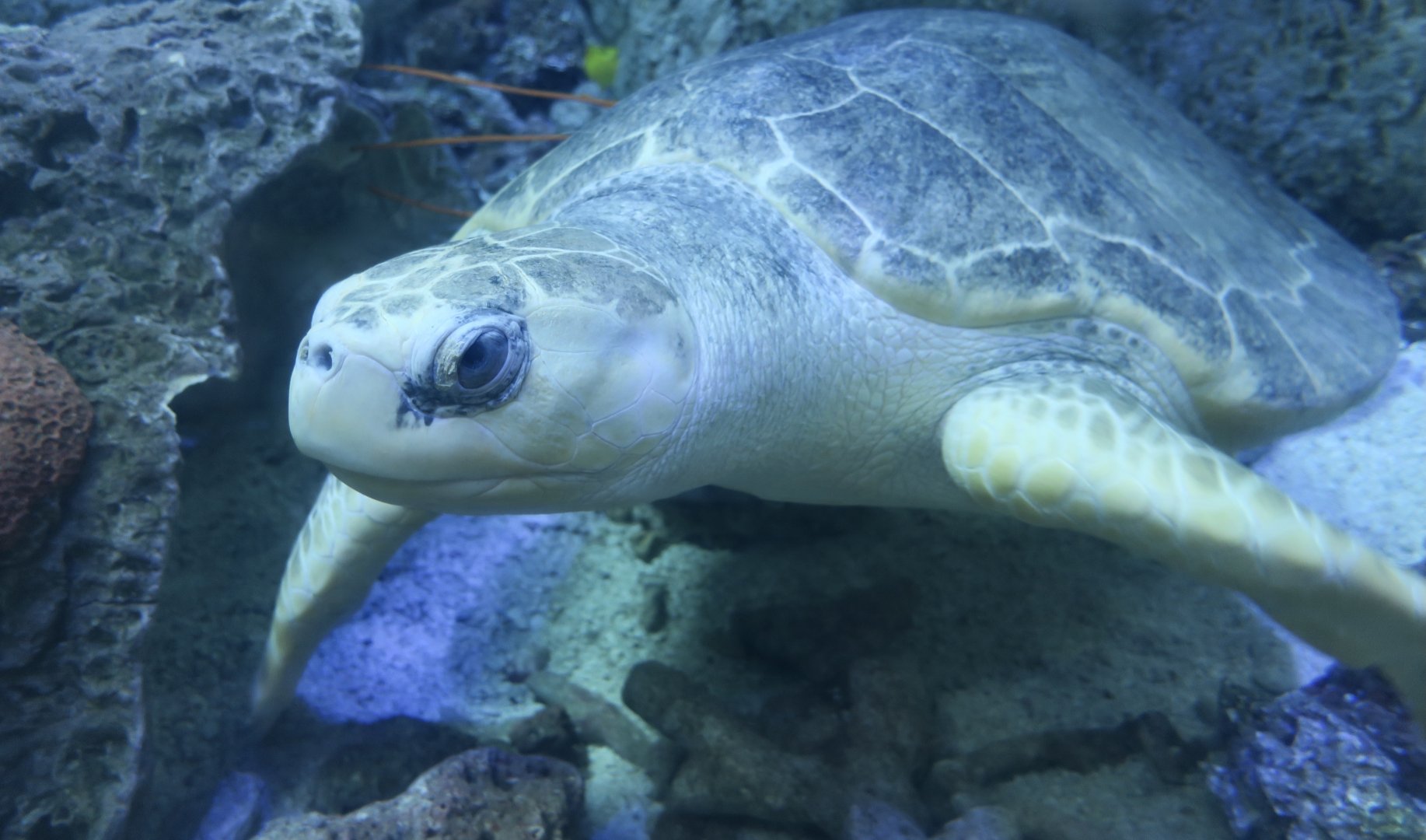 Olive Ridley Sea Turtle (Lepidochelys olivacea)