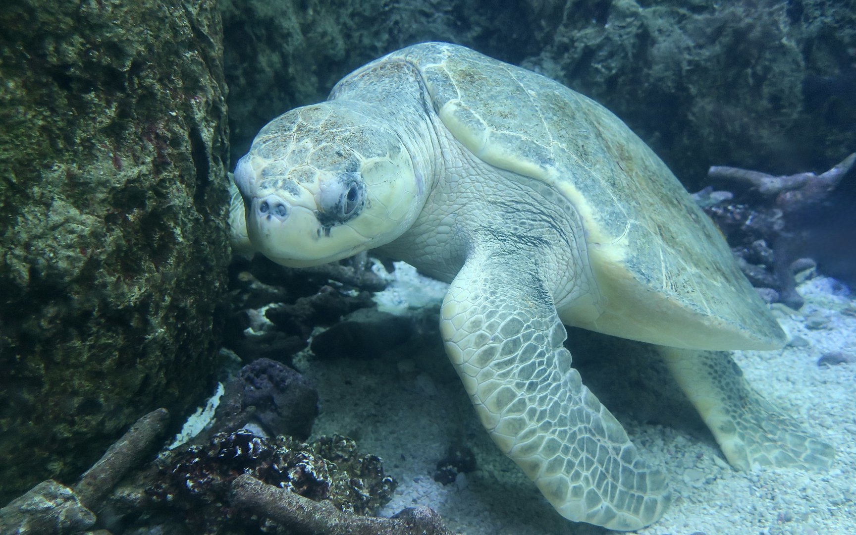 Olive Ridley Sea Turtle (Lepidochelys olivacea)