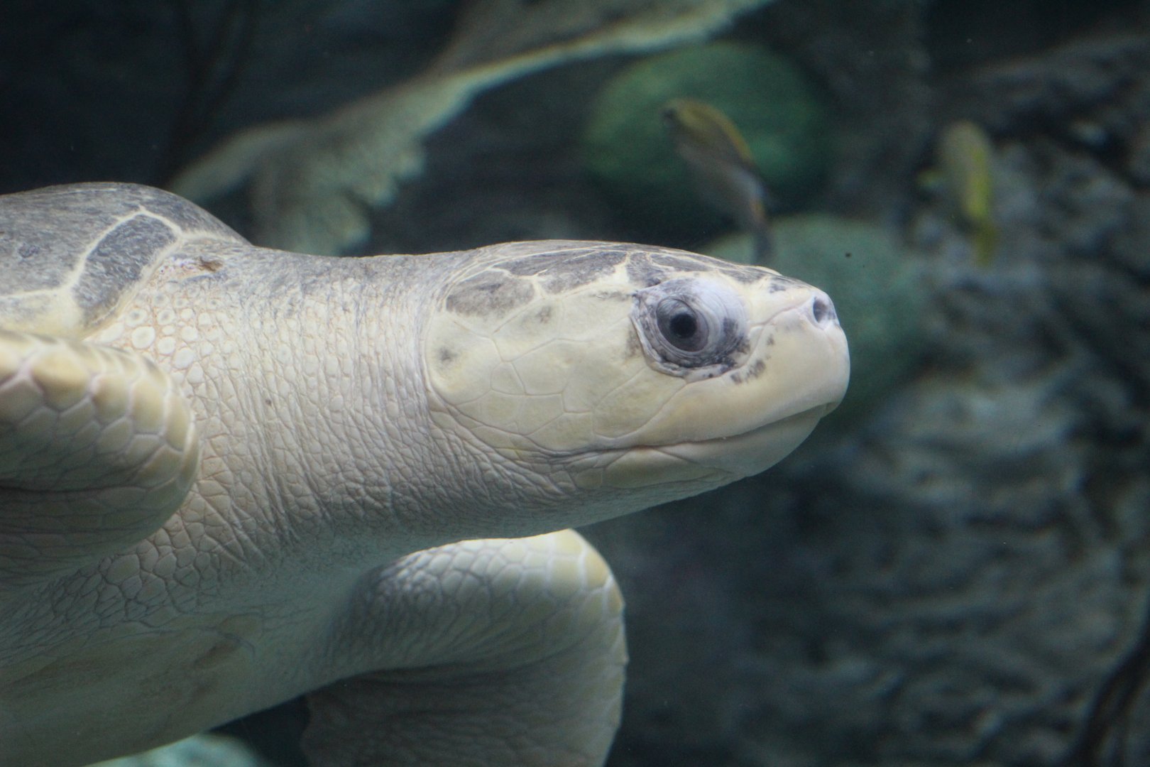 Olive Ridley Sea Turtle