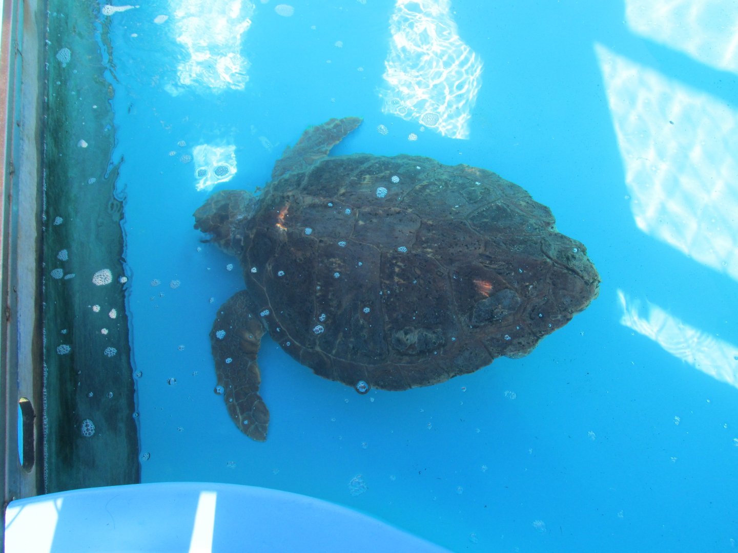 olive ridley sea turtle