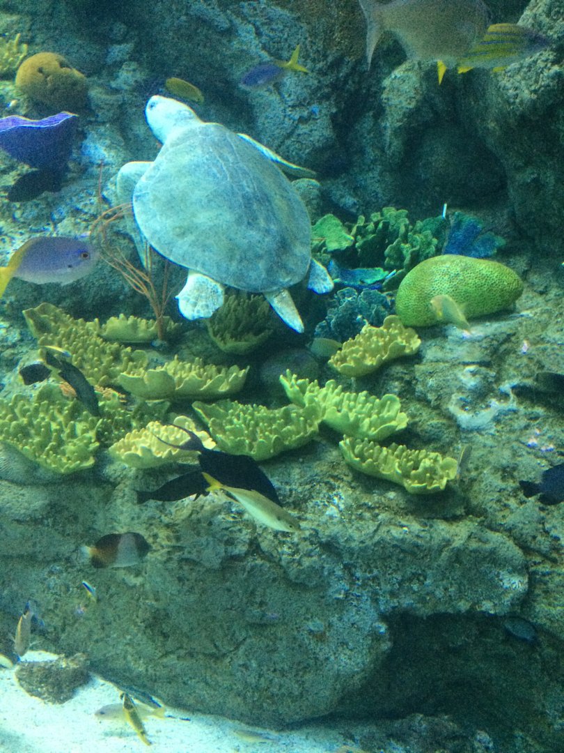 Olive Ridley Sea Turtle