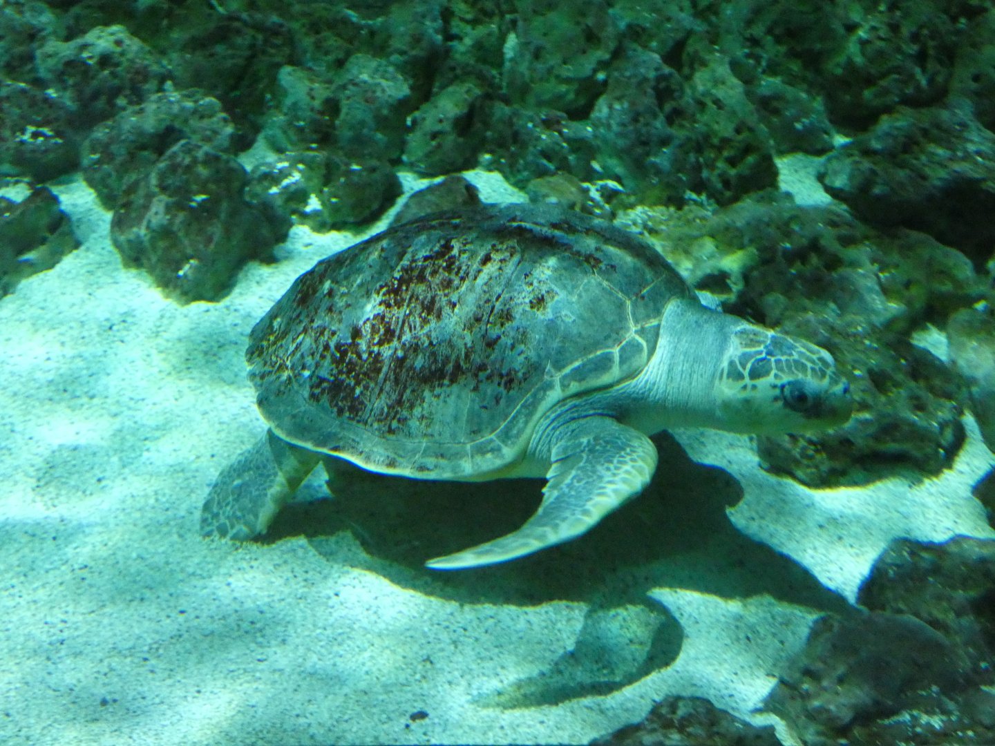 Olive Ridley Sea Turtle