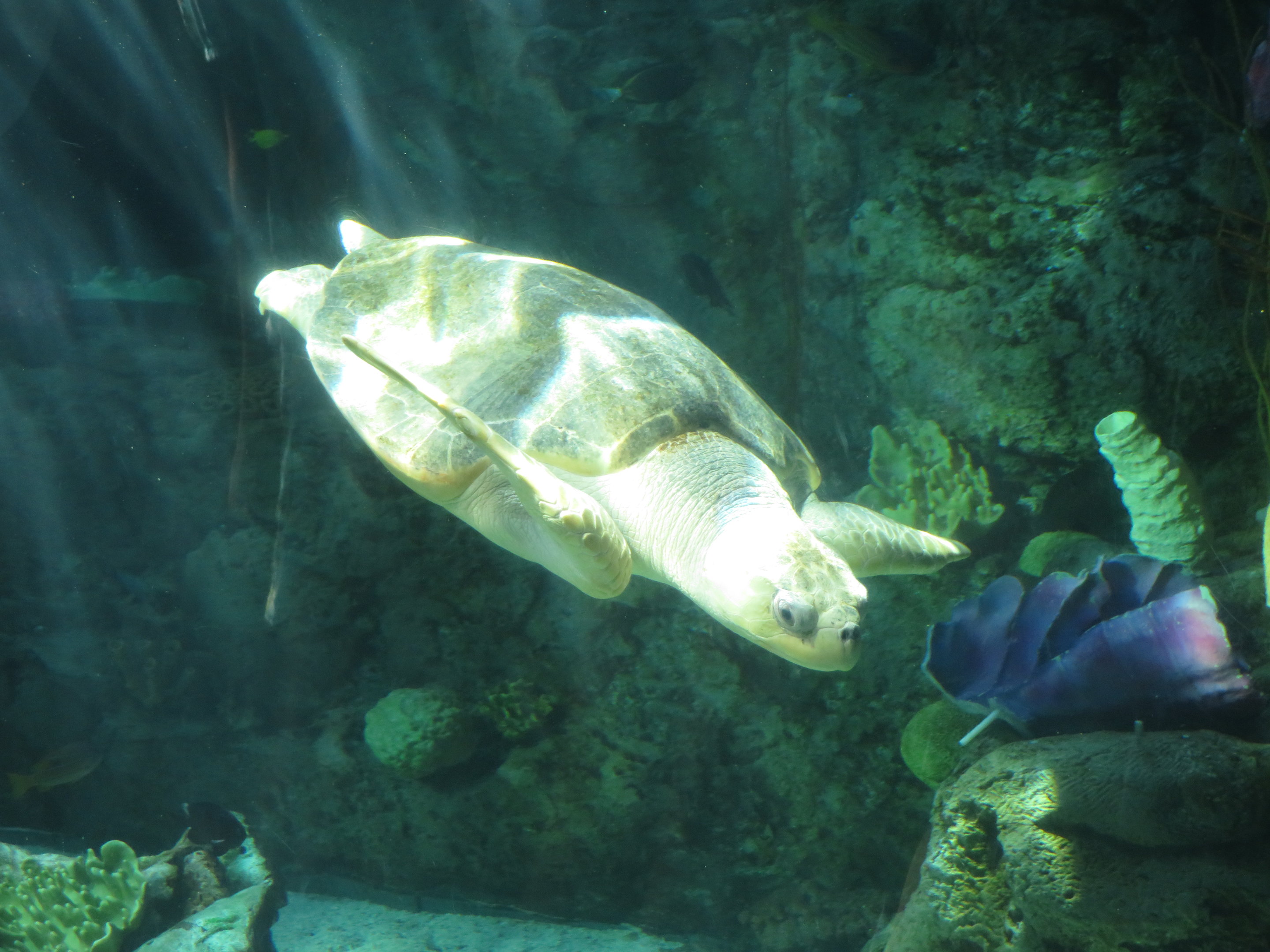 Olive Ridley Sea Turtle