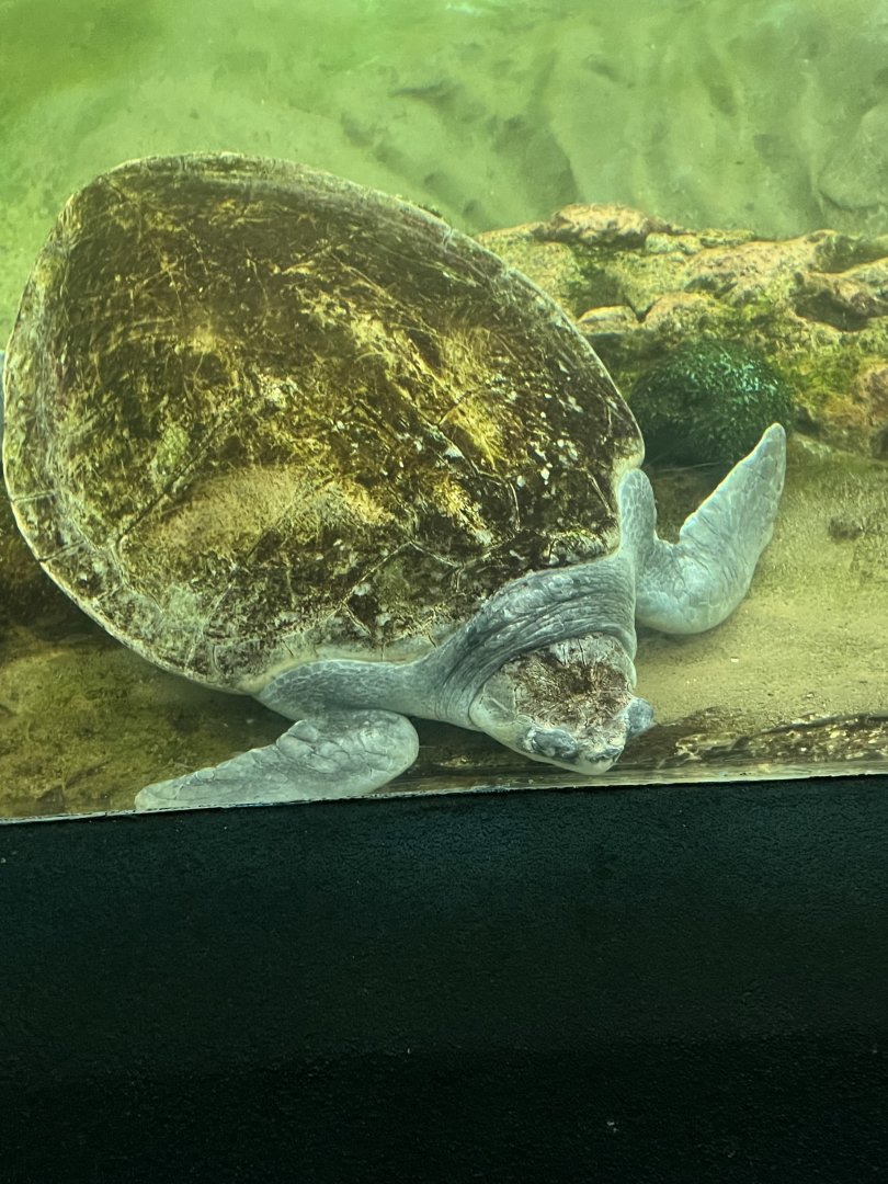 Olive Ridley Sea Turtle