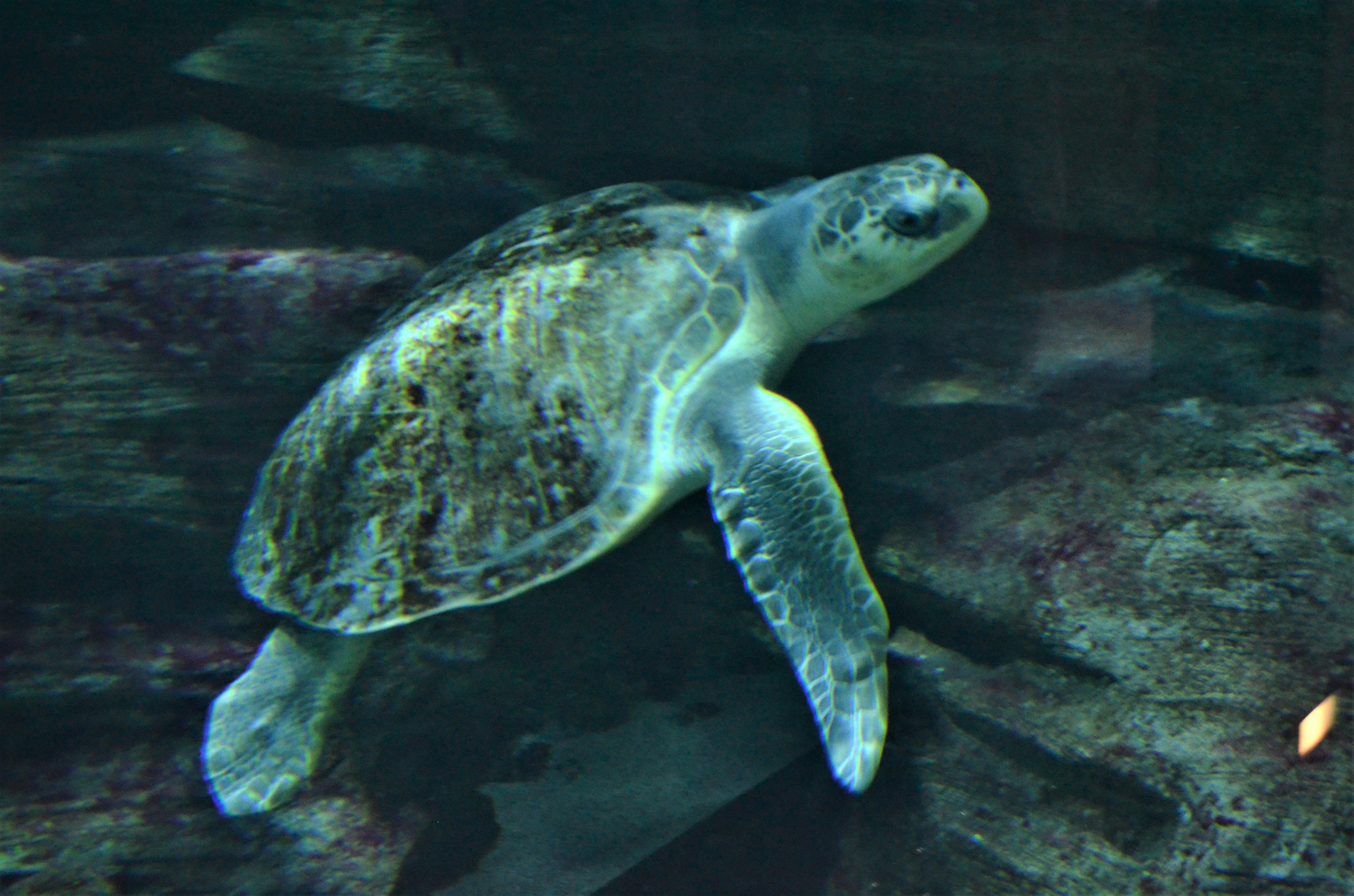 Olive Ridley Turtle at Pairi Daiza, 10/09/18