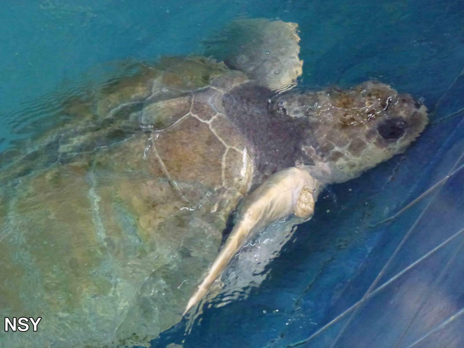 Olive ridley turtle, June 2013.