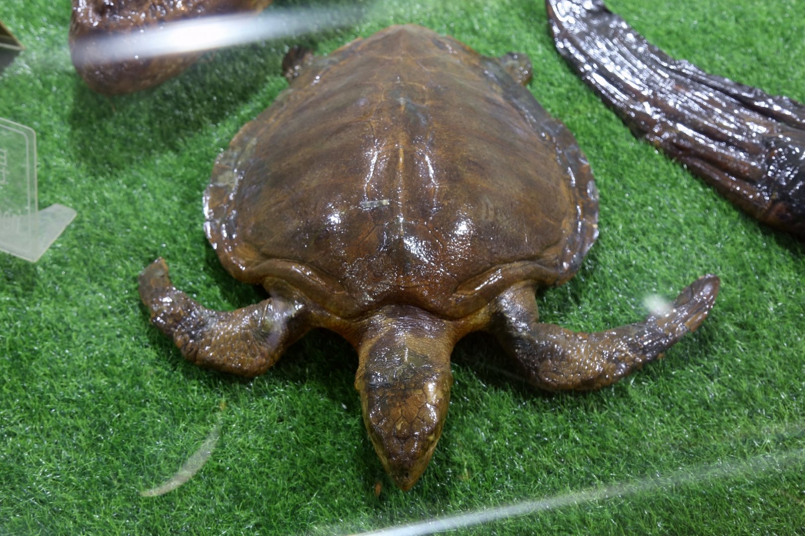 Olive Ridley Turtle (Lepidochelys olivacea)