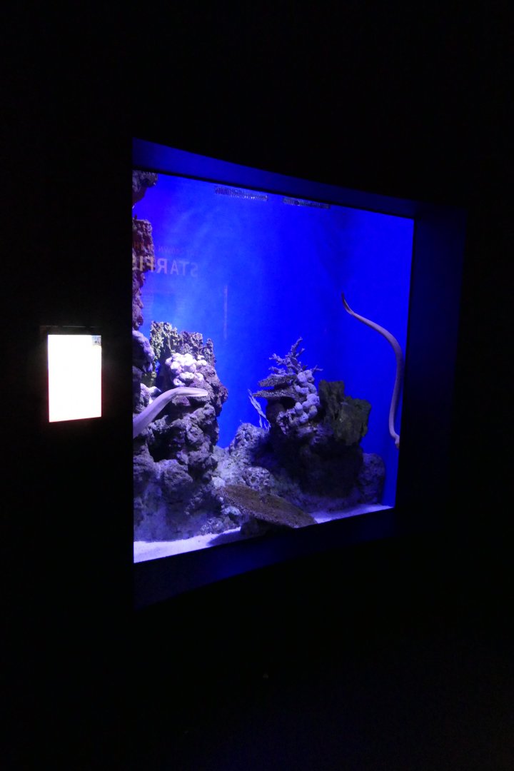 Olive Sea Snake (Aipysurus laevis) tank