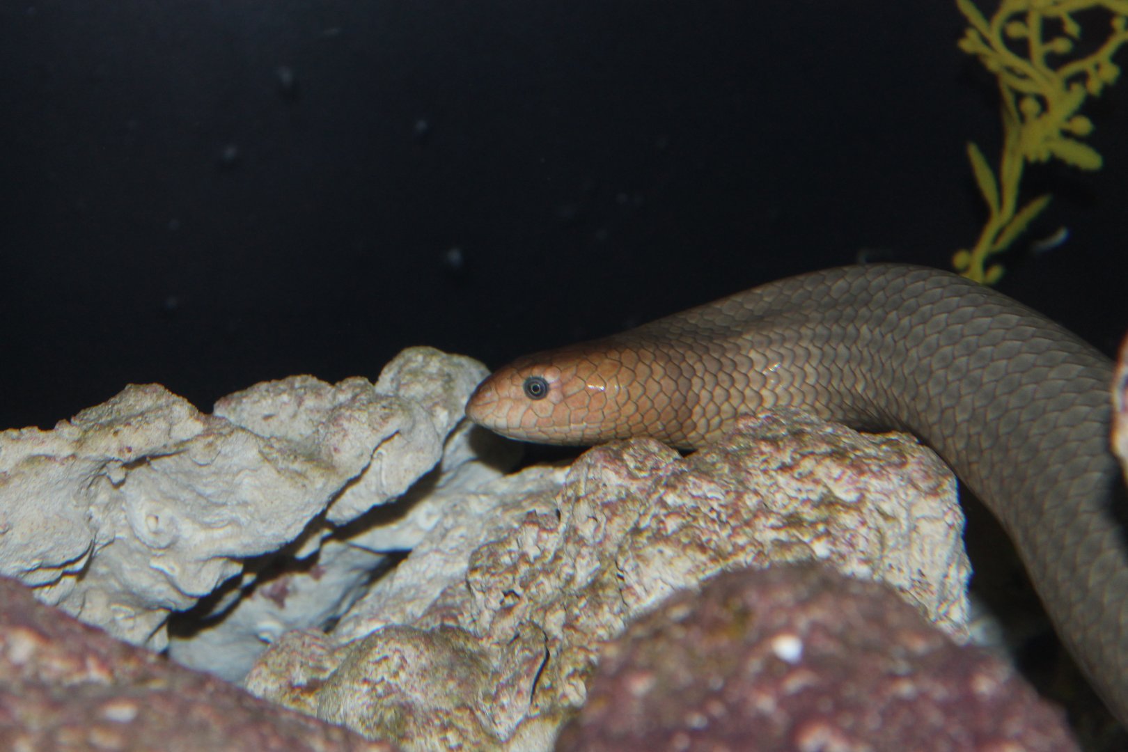 Olive Sea Snake (Aipysurus laevis)