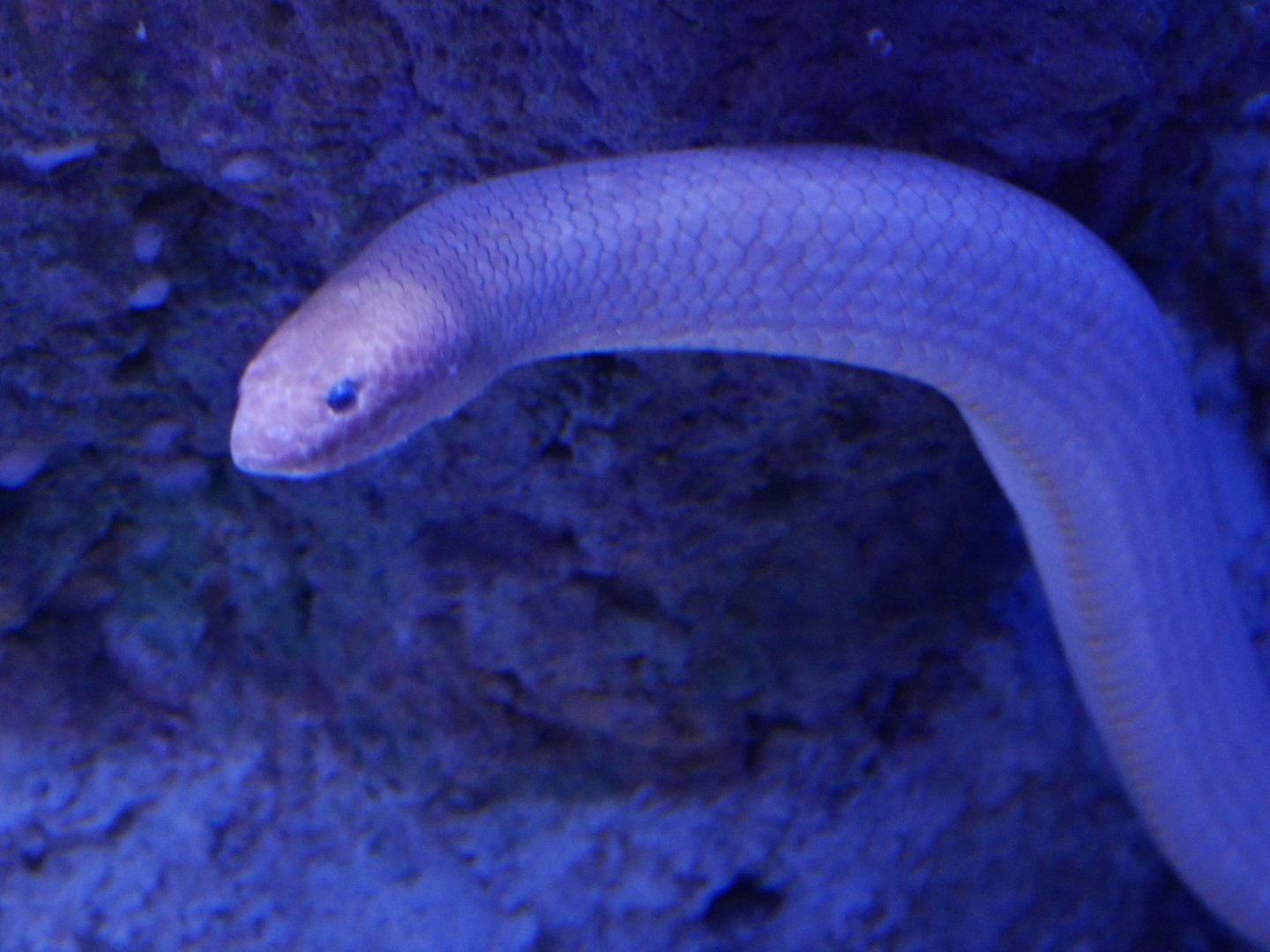 Olive Sea Snake - Aipysurus laevis