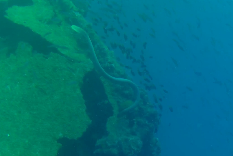 Olive Sea Snake (Aipysurus laevis)