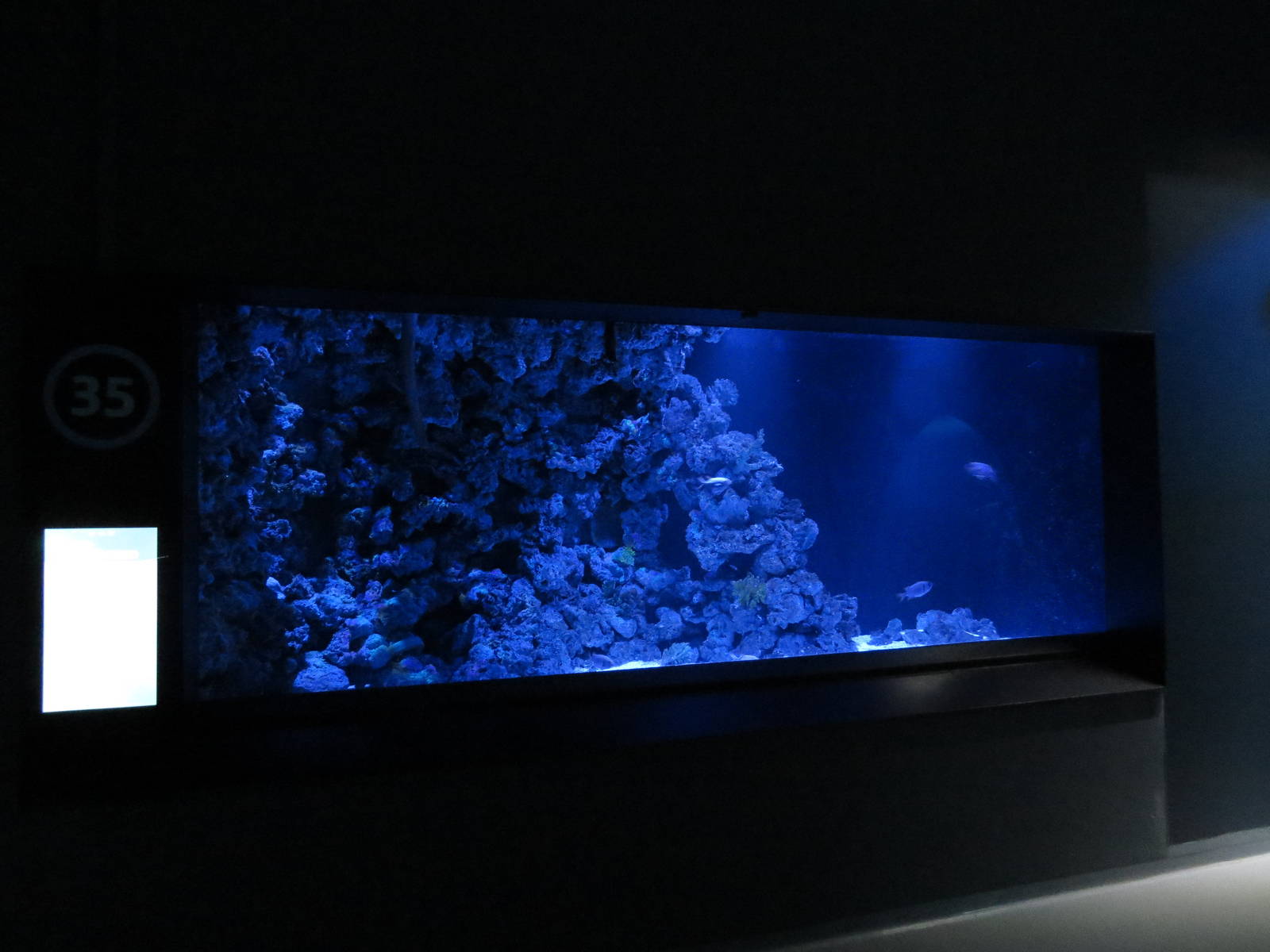 Olive sea snake exhibit, June 2015.