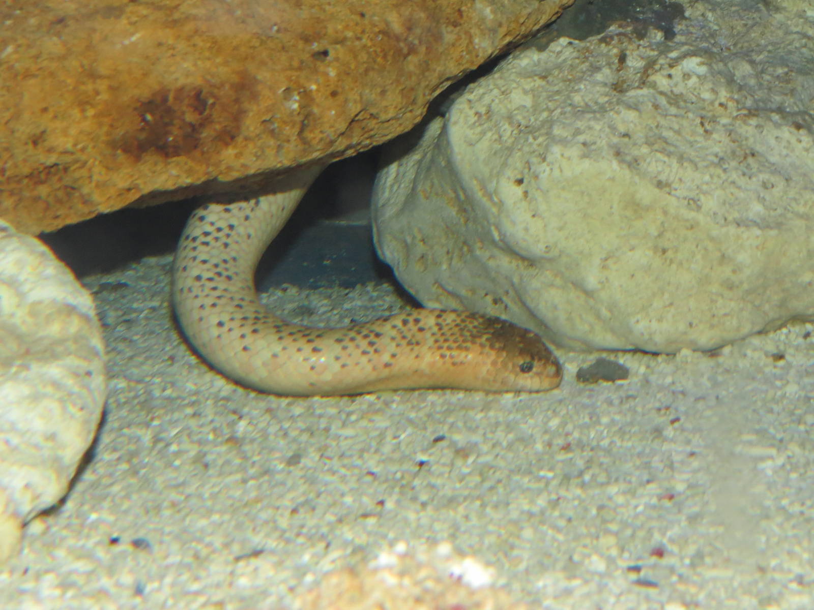 Olive sea snake, June 2015.