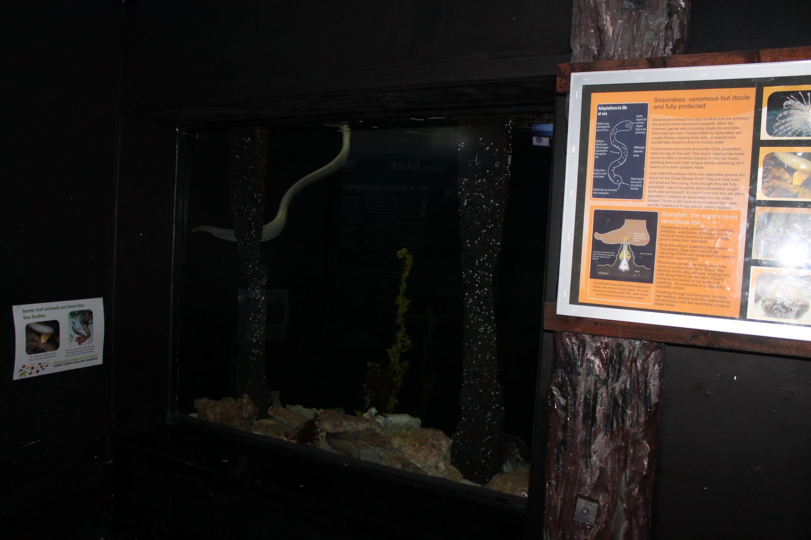 Olive Sea-snake tank