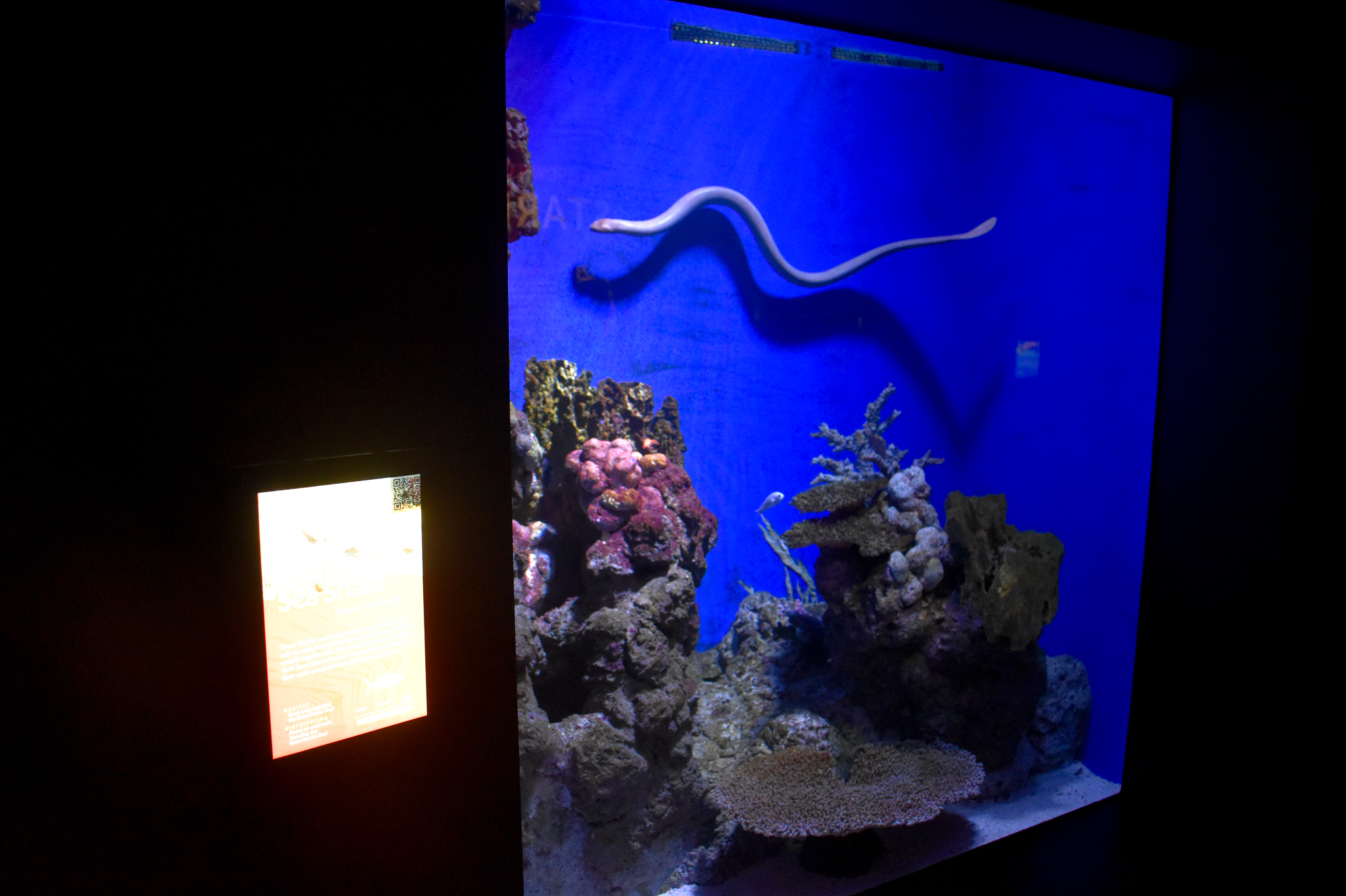 Olive Sea Snake tank