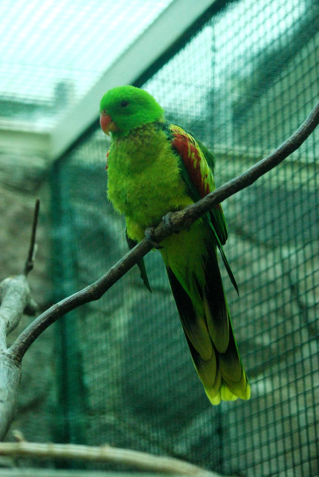 Olive-shouldered Parrot at Walsrode, 22/03/13