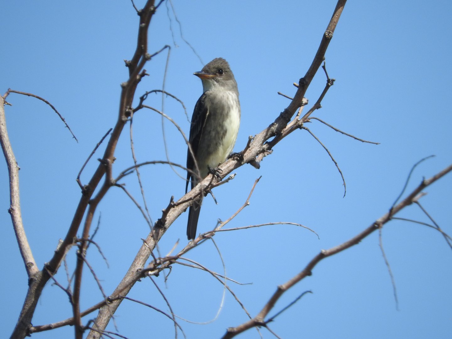 Olive-sided Flycatcher