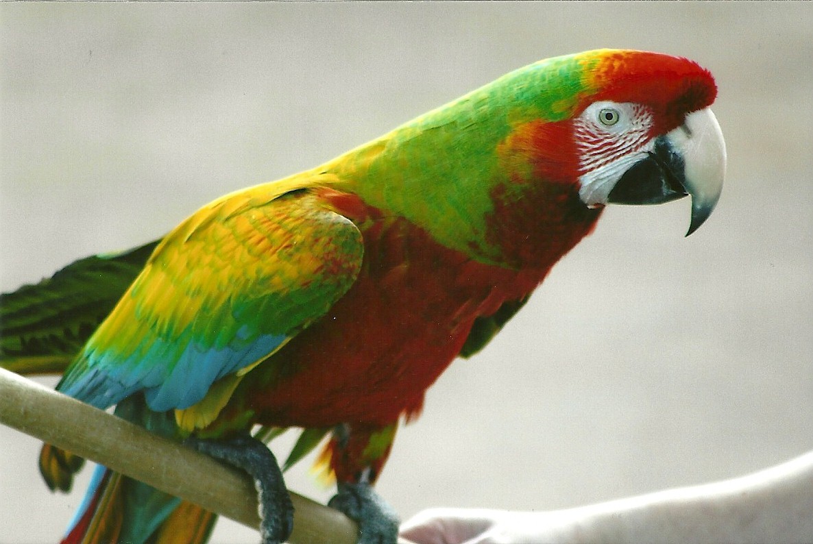 Olive the hybrid Macaw 30th March 2012