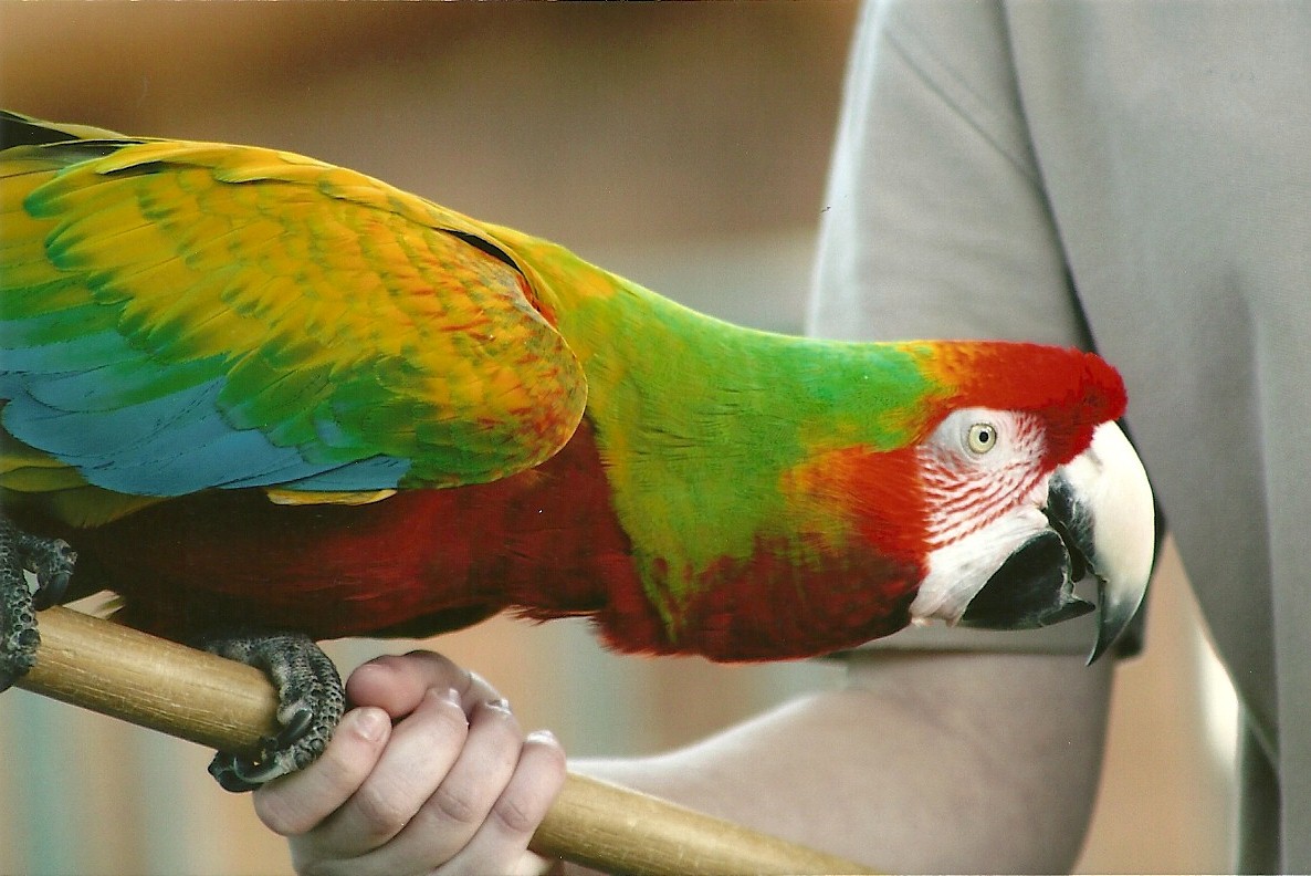 Olive the hybrid Macaw 30th March 2012