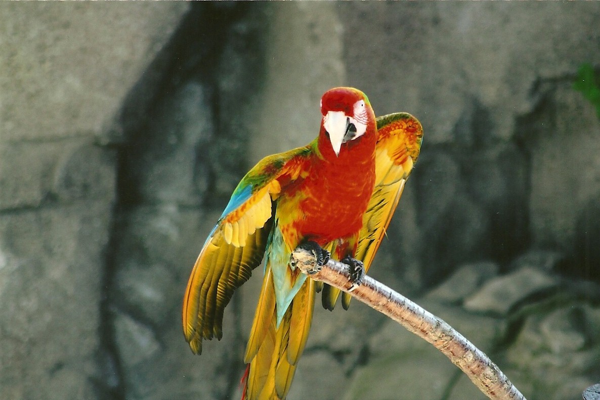 Olive the hybrid Macaw 30th March 2012