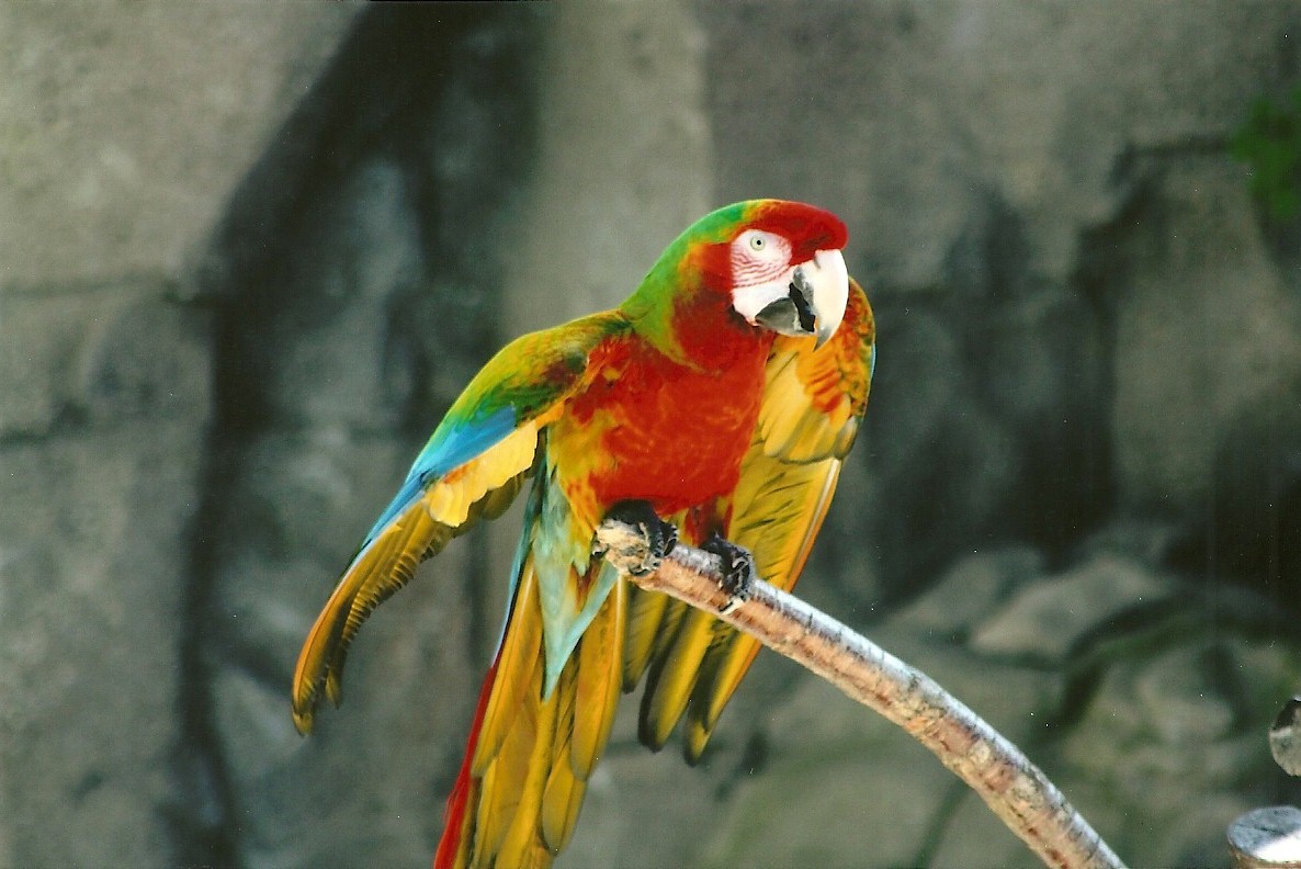 Olive the hybrid Macaw 30th March 2012