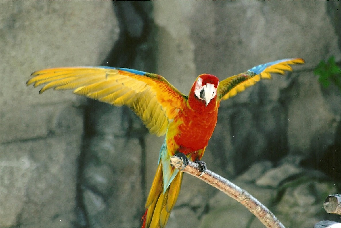 Olive the hybrid Macaw 30th March 2012