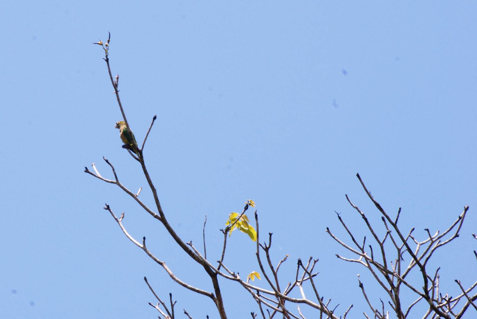 Olive-throated Conure in Ca?o Negro, 17/04/14