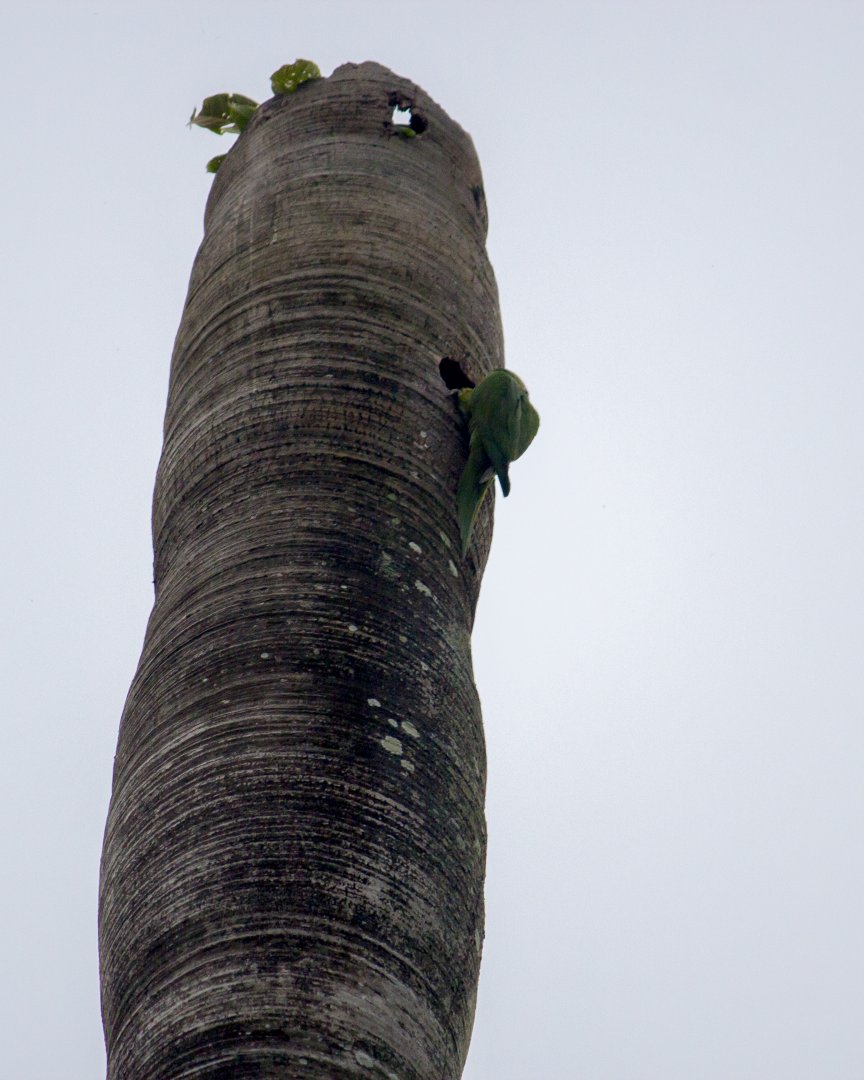 Olive-throated parakeet, Eupsittula nana