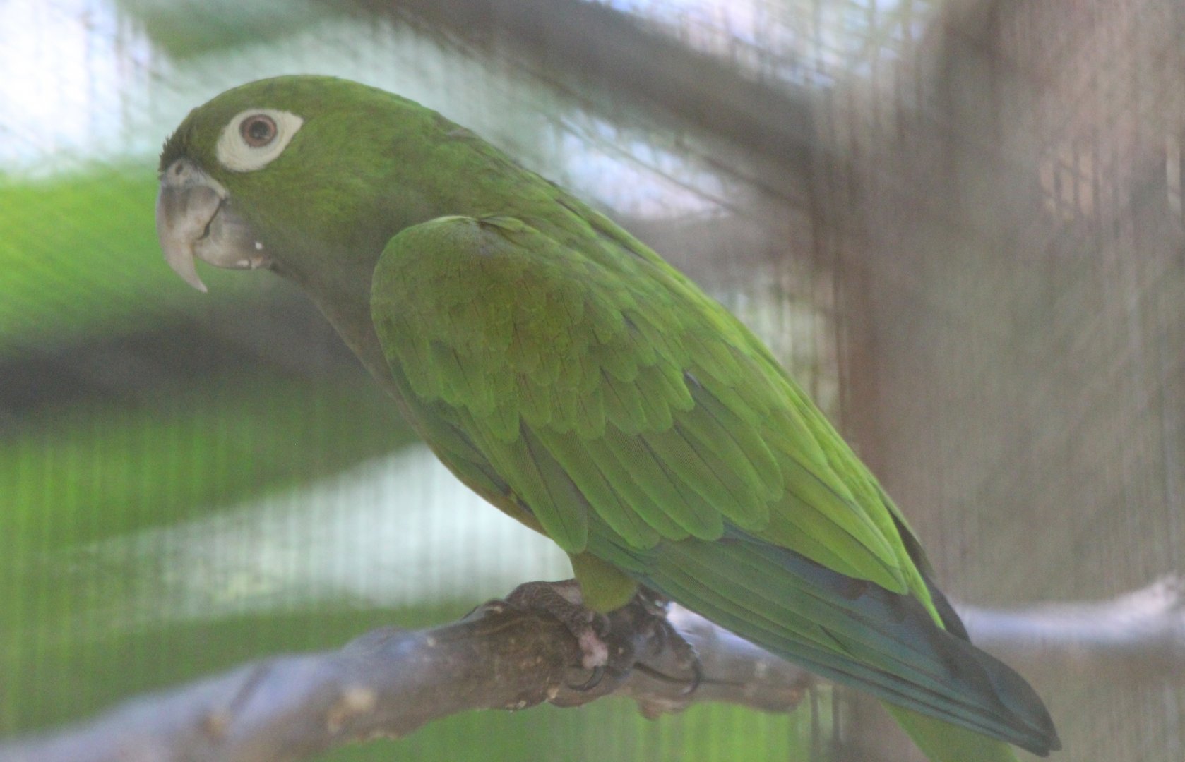 Olive-throated Parakeet - Mar 2019