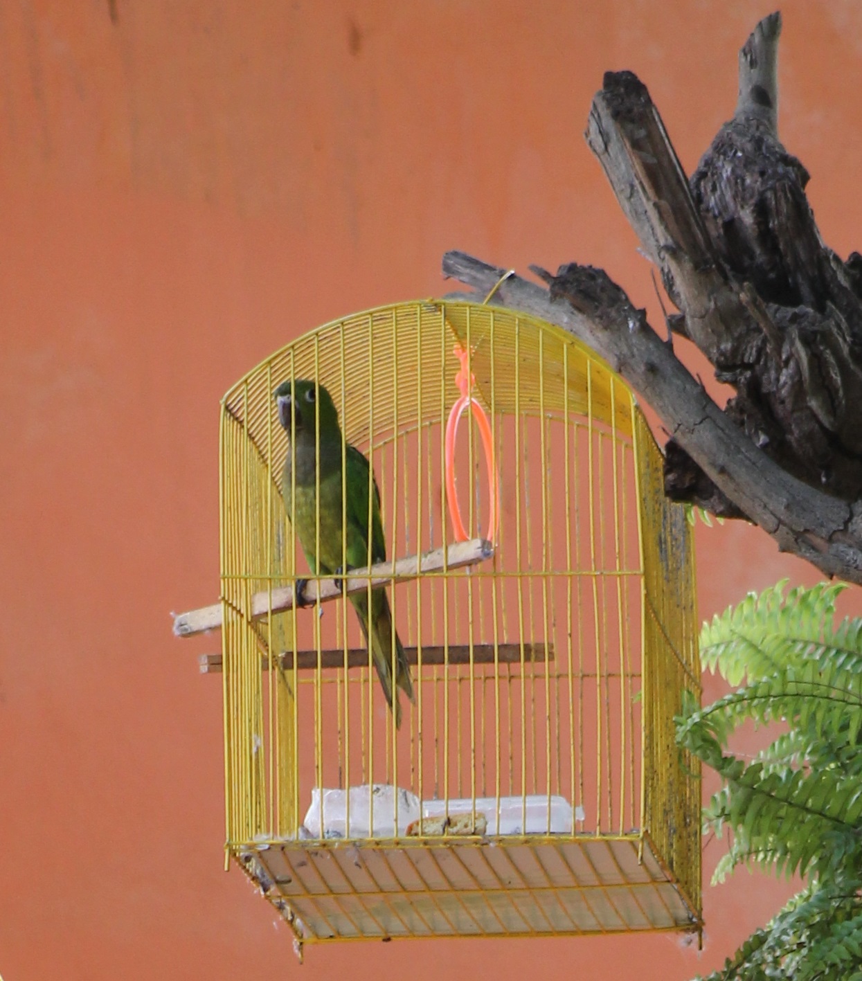Olive-throated parakeet