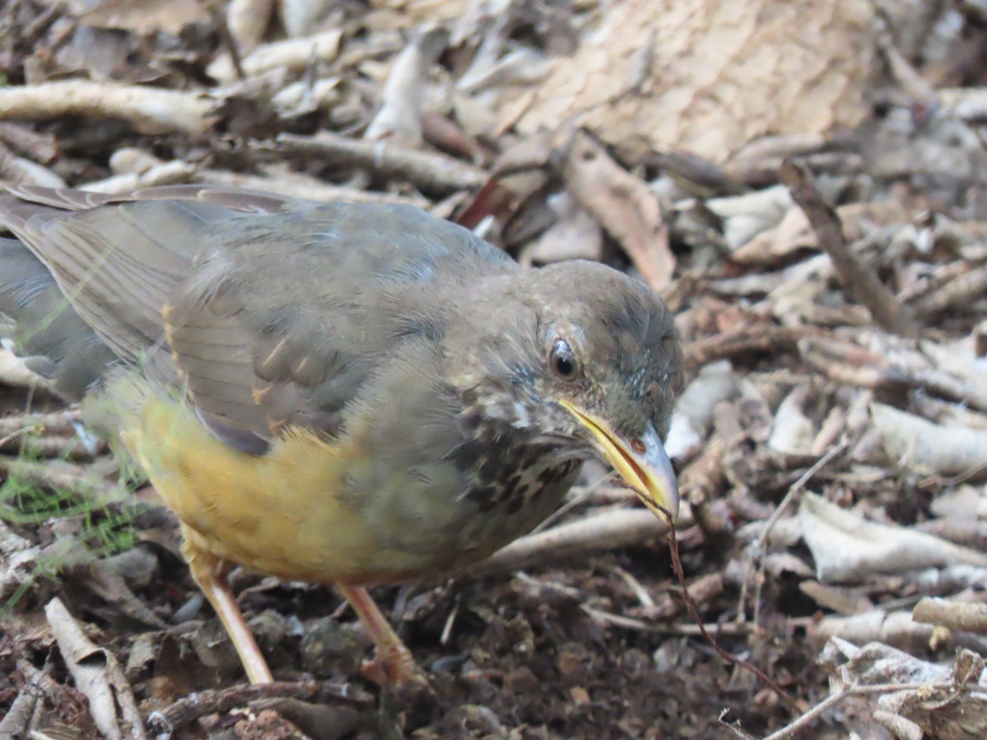 Olive thrush (Turdus olivaceus)