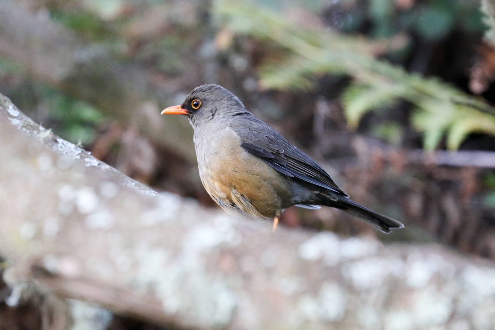Olive Thrush