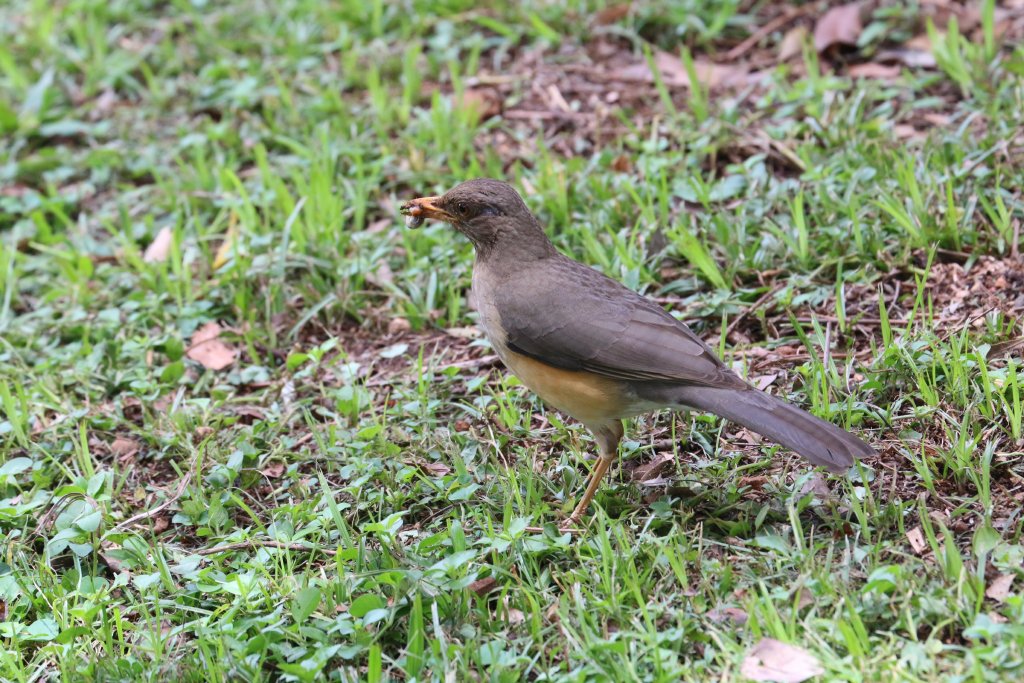 Olive Thrush